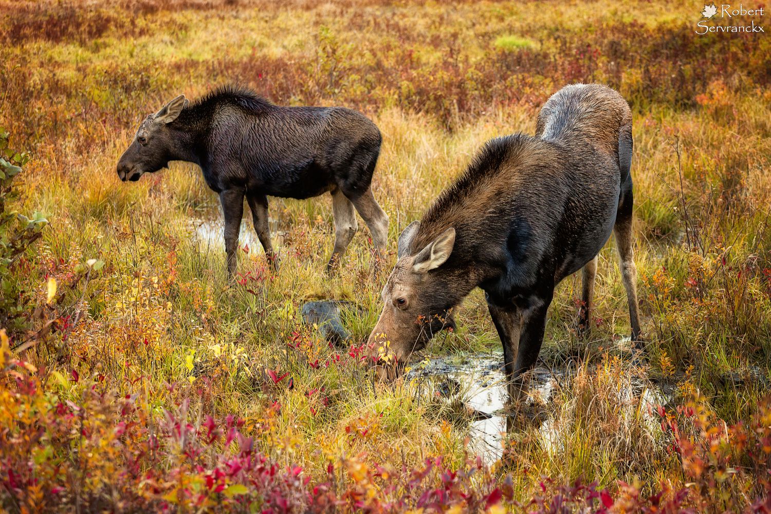 Moose cow and calf in a fall meadow - Orignal femelle et juvenile dans un pré en automne