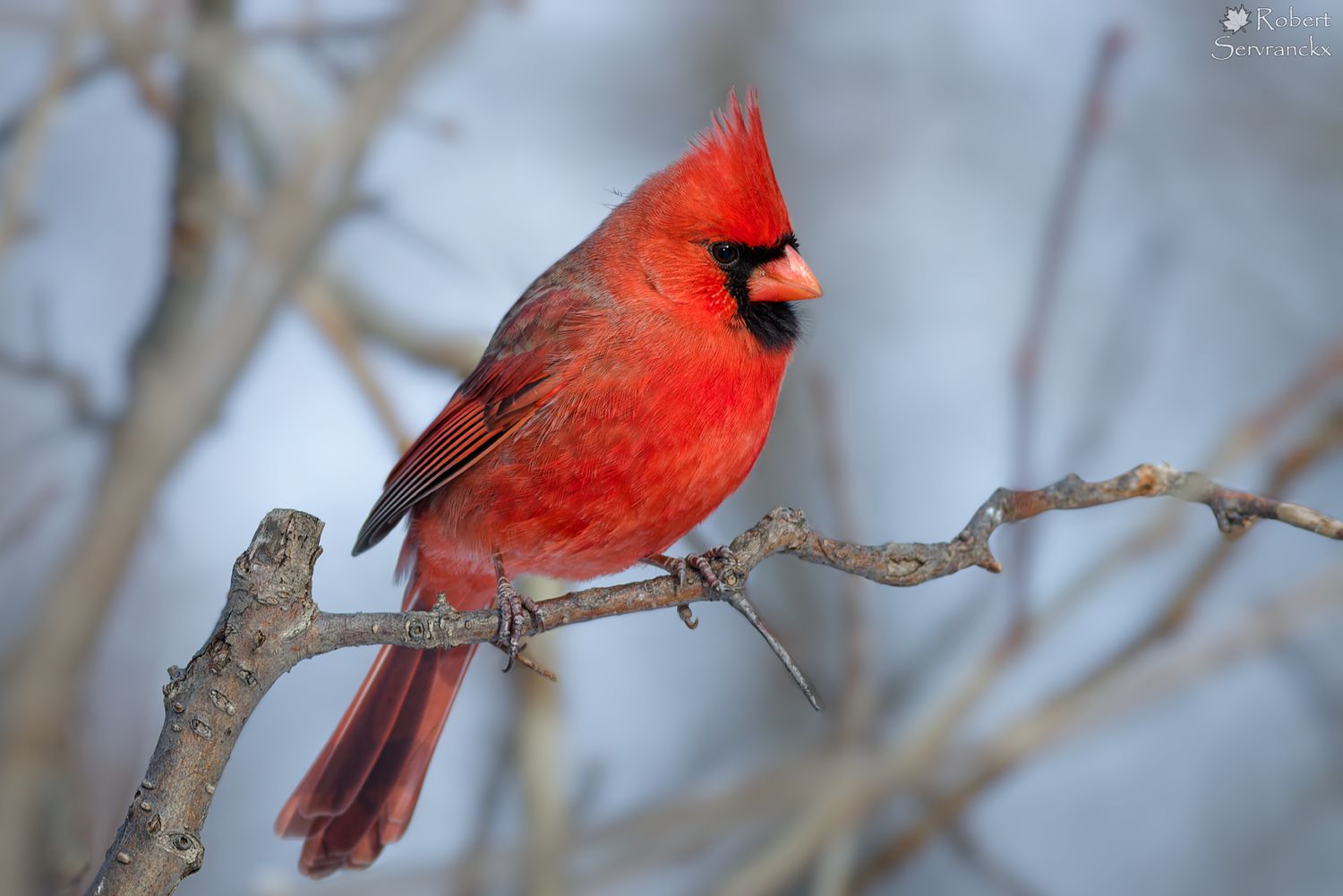 Northern Cardinal in Winter - Cardinal rouge en hiver - Cardinalis cardinalis