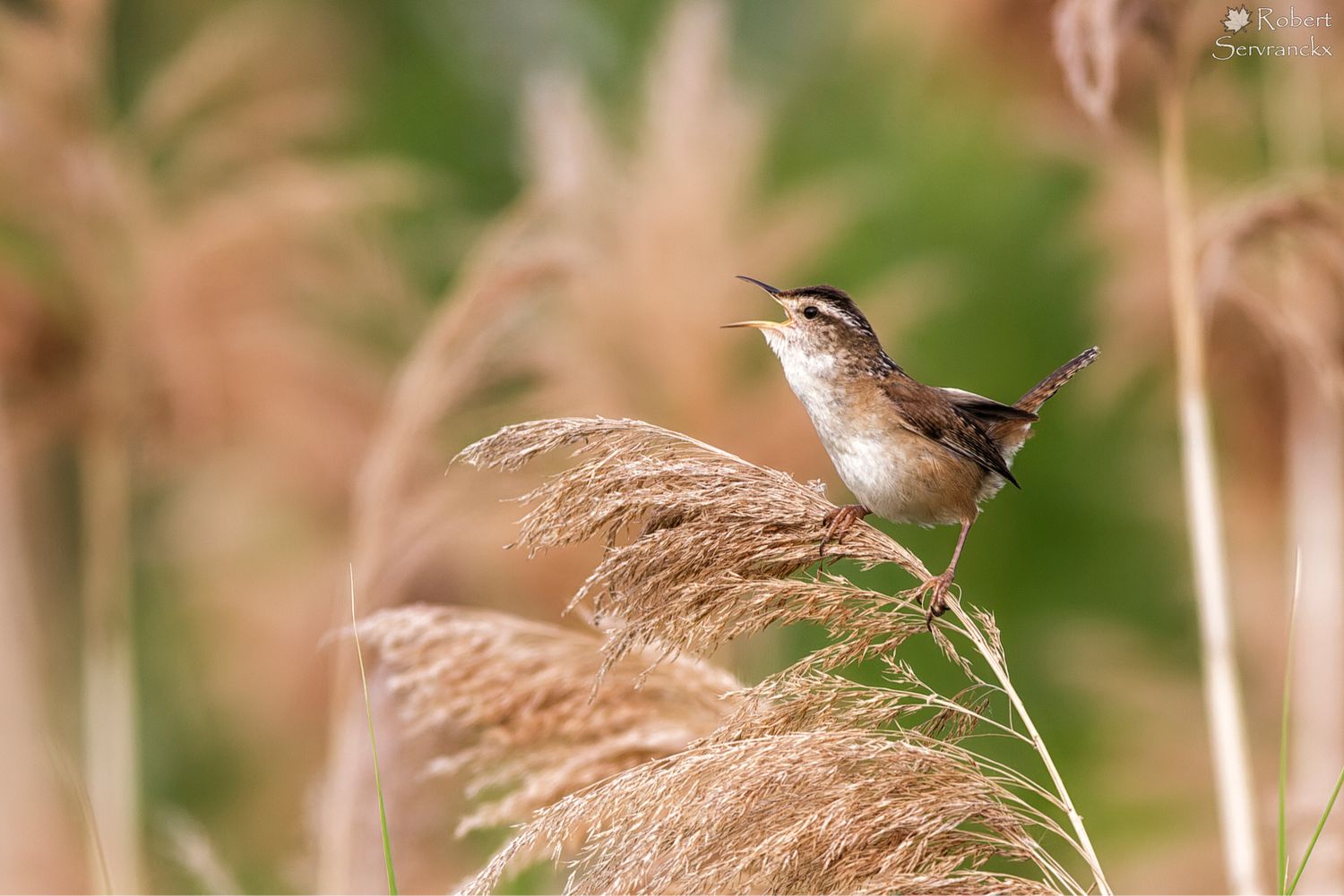 Marsh Wren - Troglodyte des marais - Cistothorus palustris