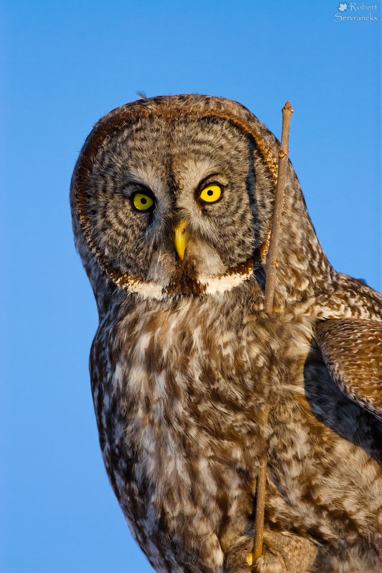 Great Gray Owl - Chouette lapone - Strix nebulosa