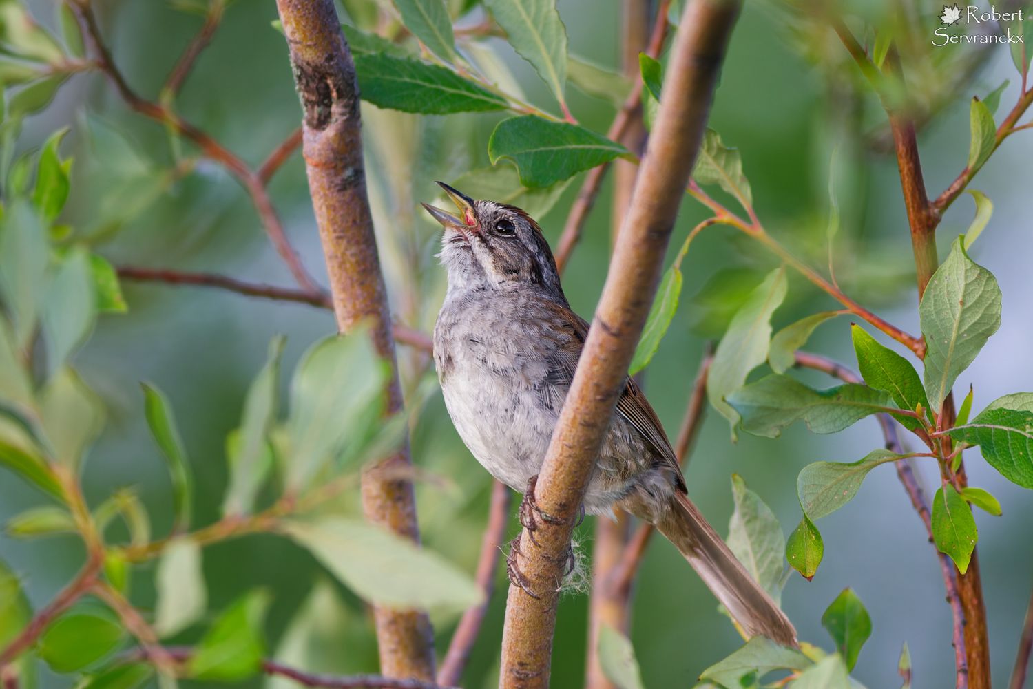 Swamp Sparrow - Bruant des marais - Melospiza georgiana