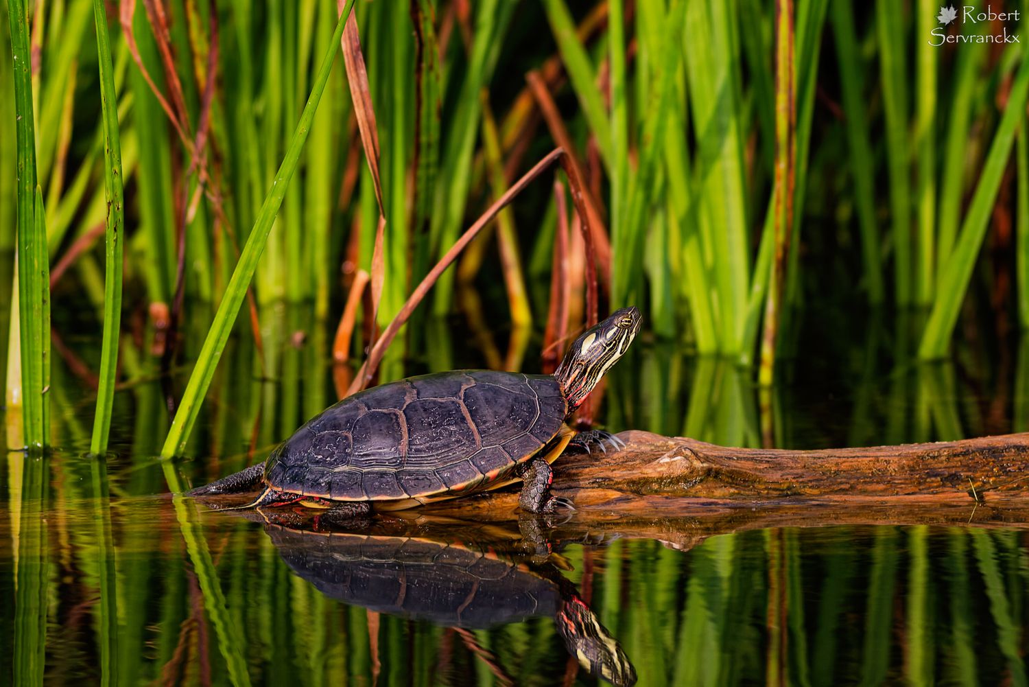 Painted Turtle - Tortue peinte - Chrysemys picta