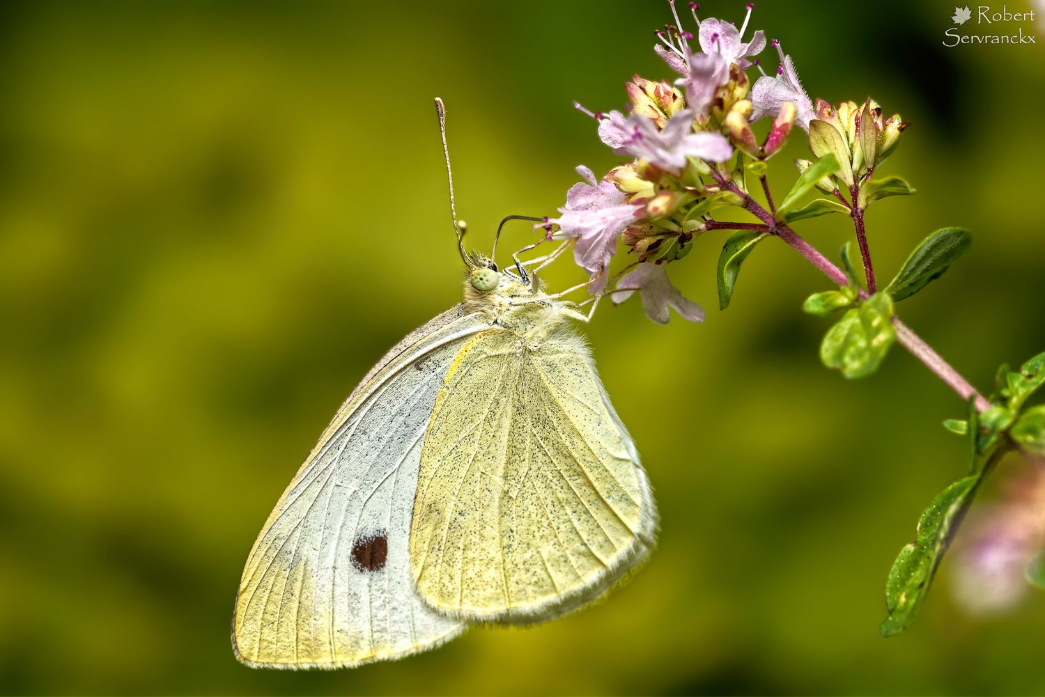 Cabbage White Butterfly on a Thyme Flower - Piéride de la rave dur fleur de thym - Pieris rapae