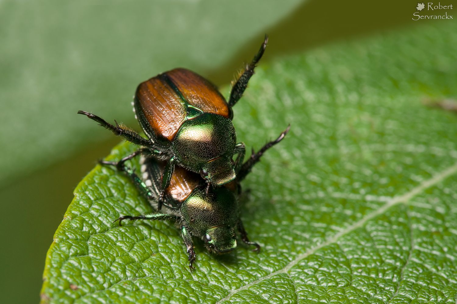 Mating Japanese Beetles - Scarabées japonais en accouplement - Popillia japonica