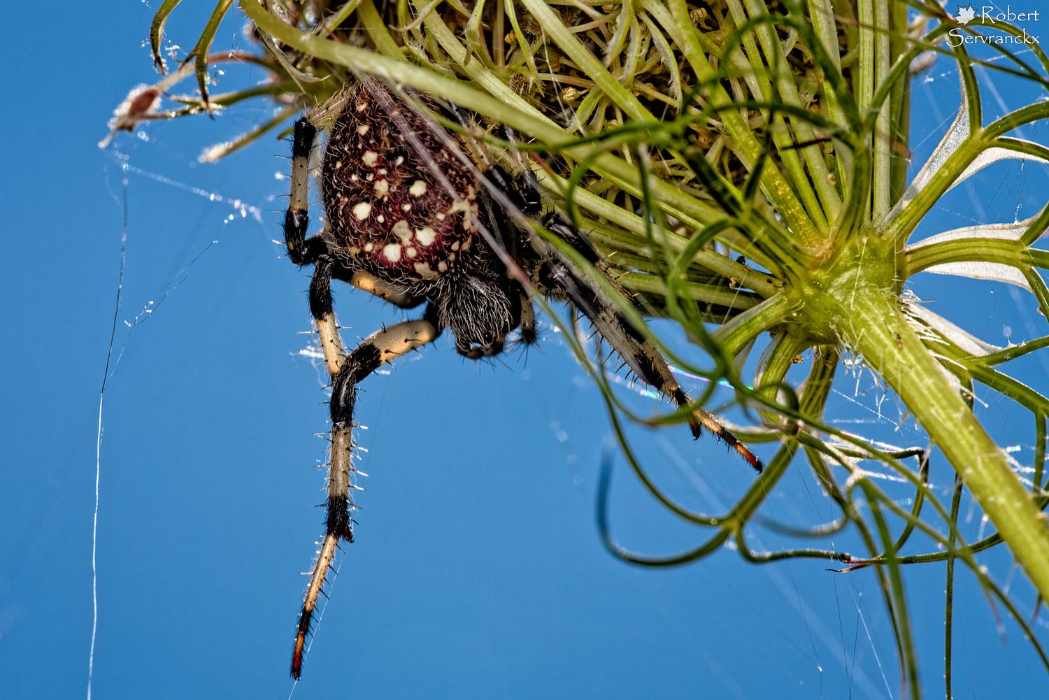 Shamrock Orbweaver Spider - Araigné aranéomorphe Araneidae - Araneus trifolium