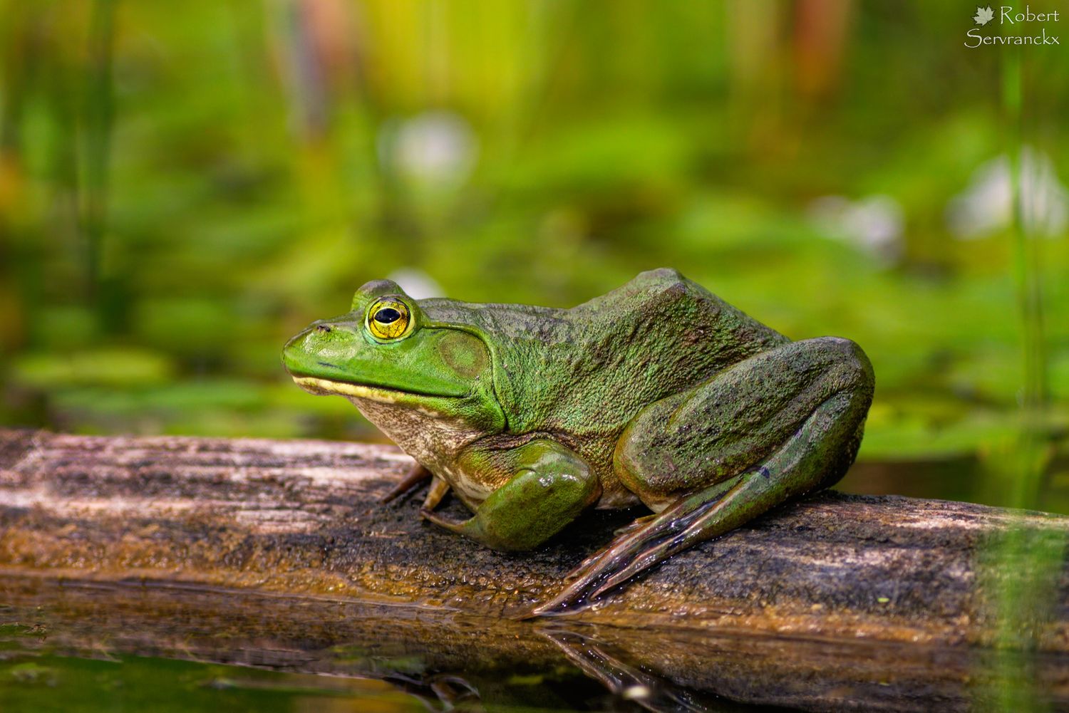 American Bullfrog - Ouaouaron - Lithobates catesbeianus