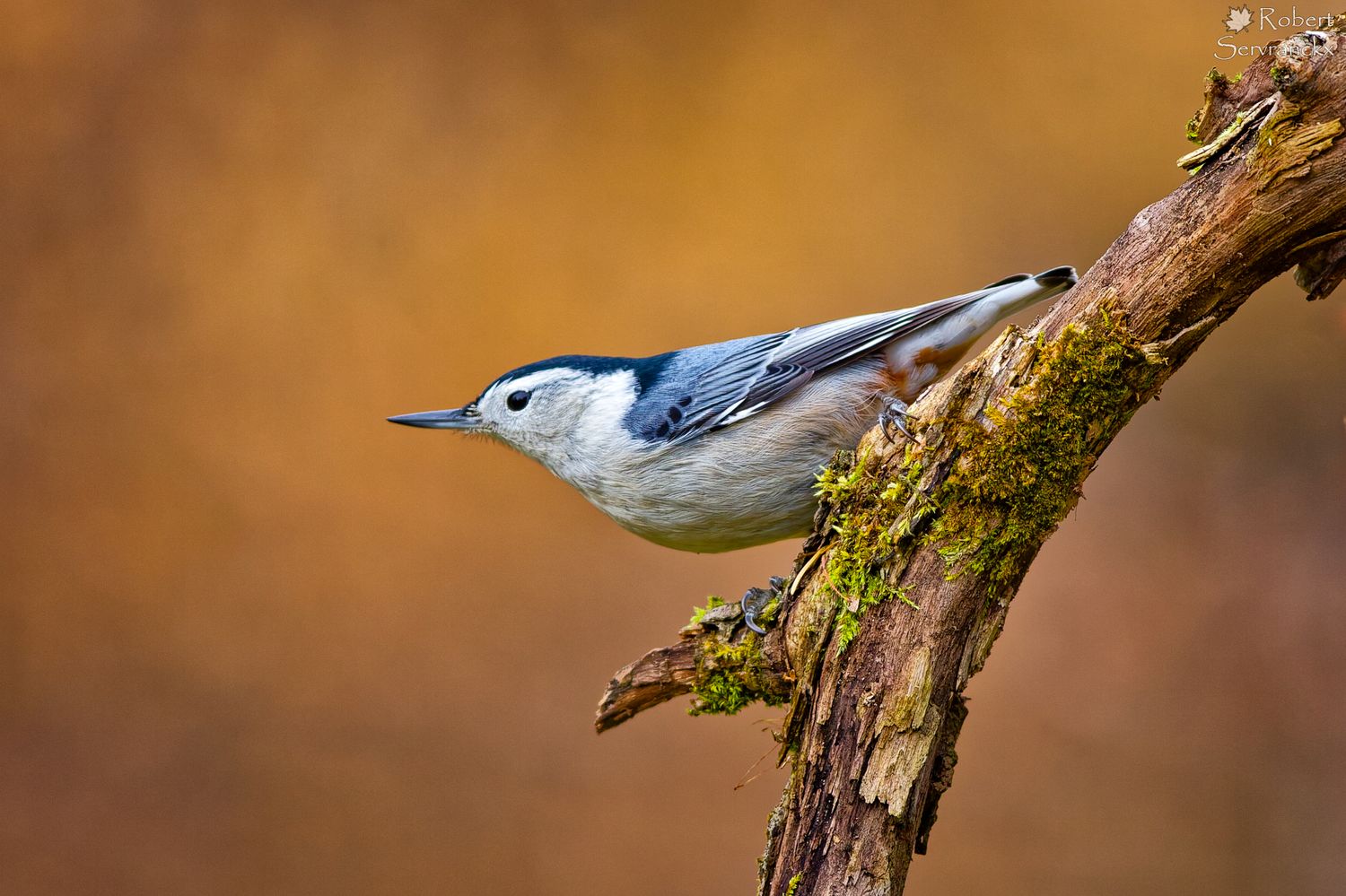 White-Breasted Nuthatch - Sitelle à poitrine blanche - Sitta carolinensis