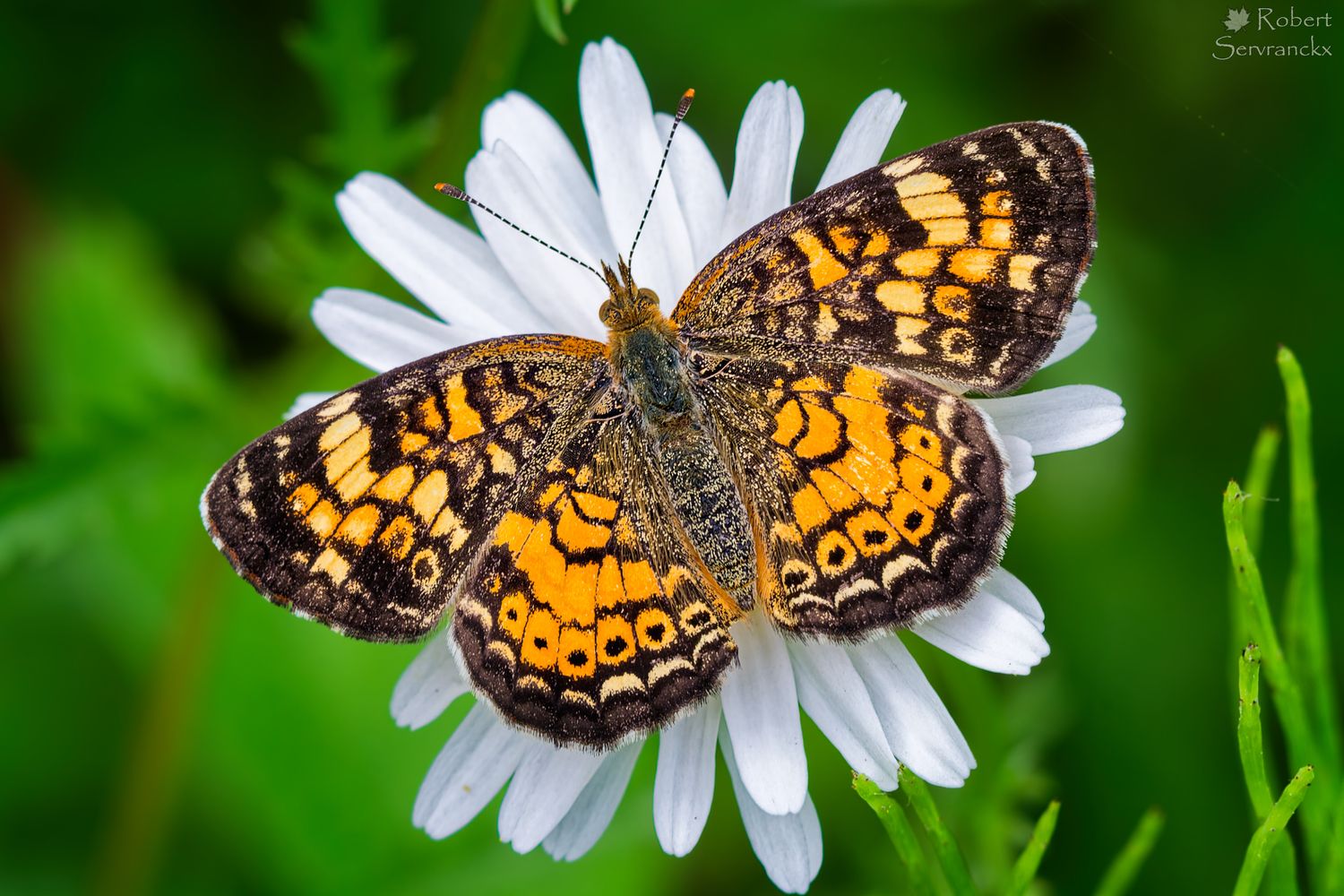 Pearl Crescent Butterfly on a Daisy - Papillon Croissant perlé - Phyciodes tharos