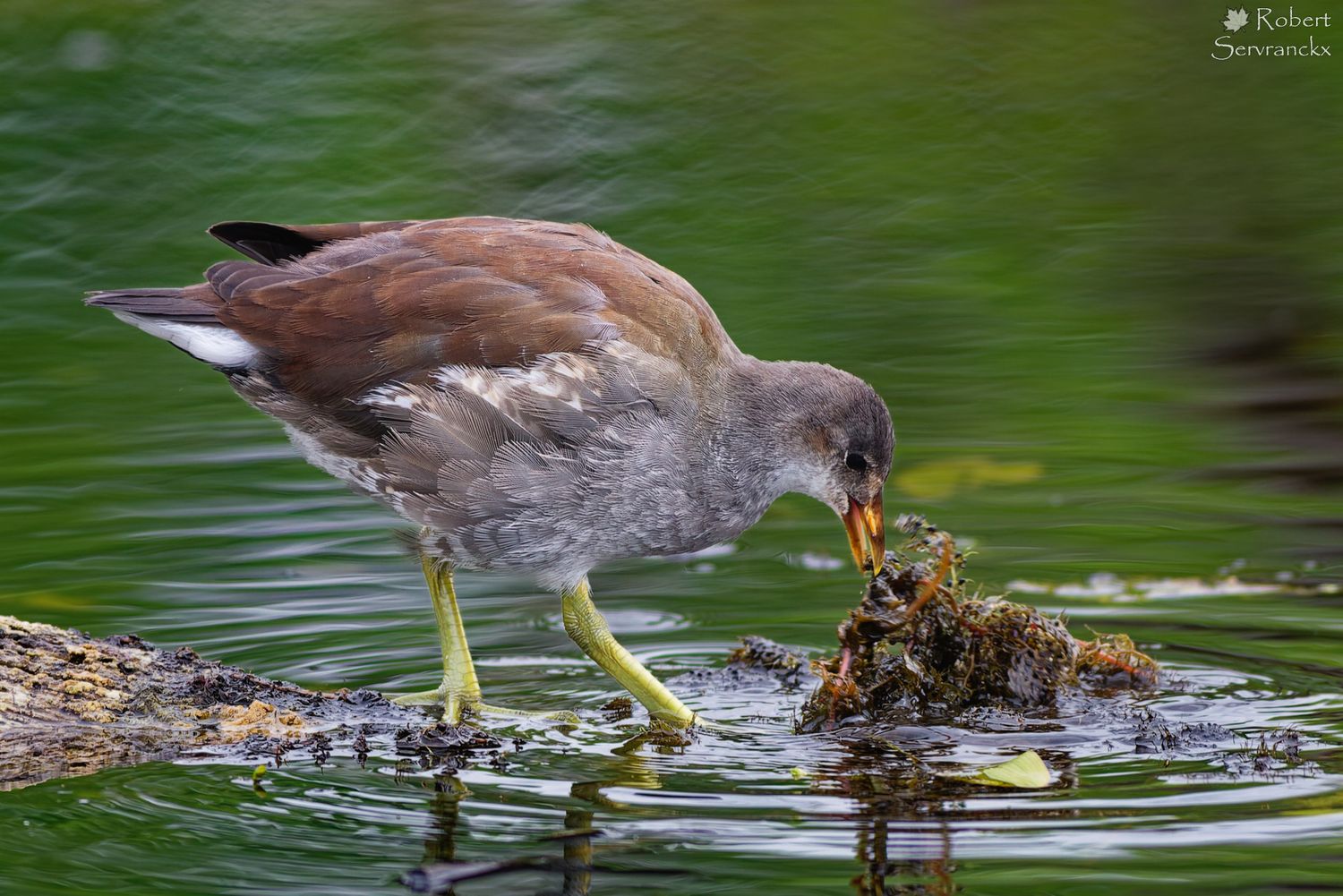 Juvenile Common Moorhen - Gallinule poule-d'eau - Gallinula chloropus
