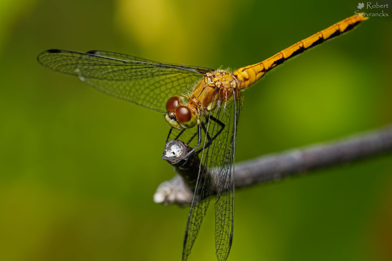 Ruby Meadowhawk Dragonfly - Libellule Sympétrum à dos roux - Sympetrum rubicundulum
