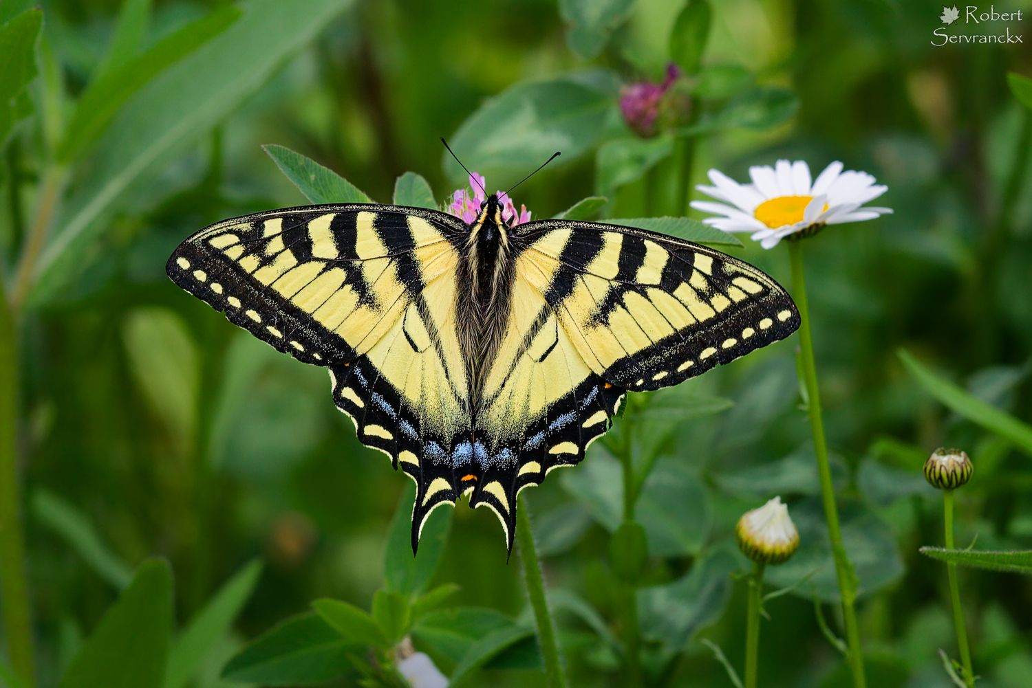 Canadian Tiger Swallowtail - Papillon tigré du Canada - Papilio canadensis