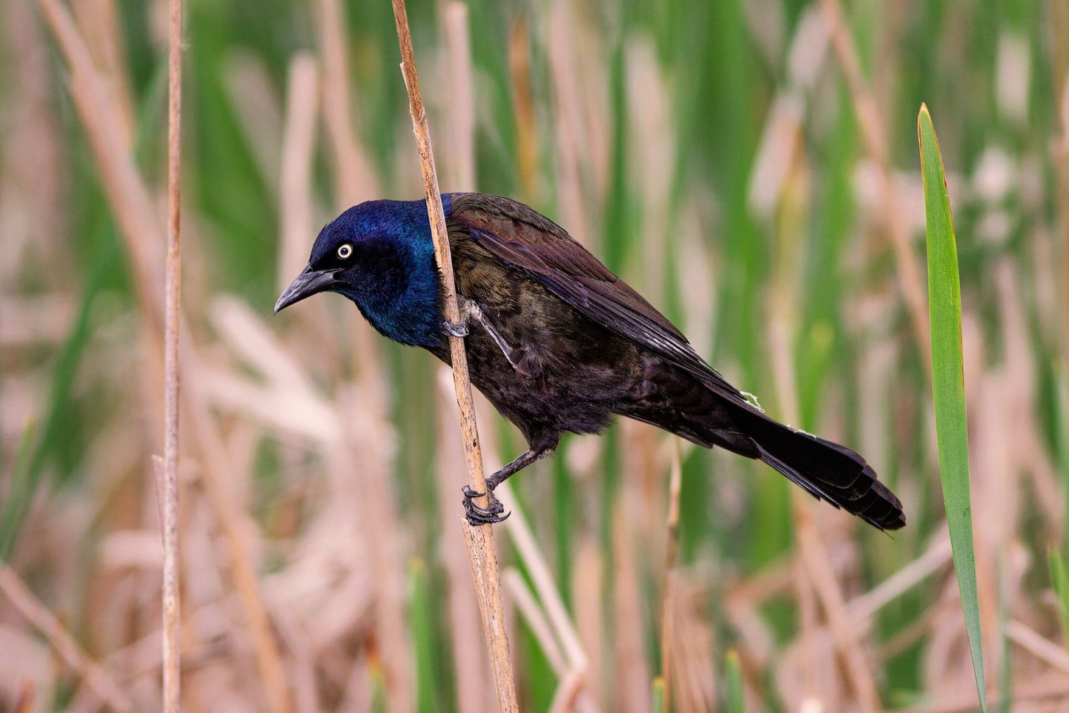 Common Grackle - Quiscale bronzé - Quiscalus quiscula