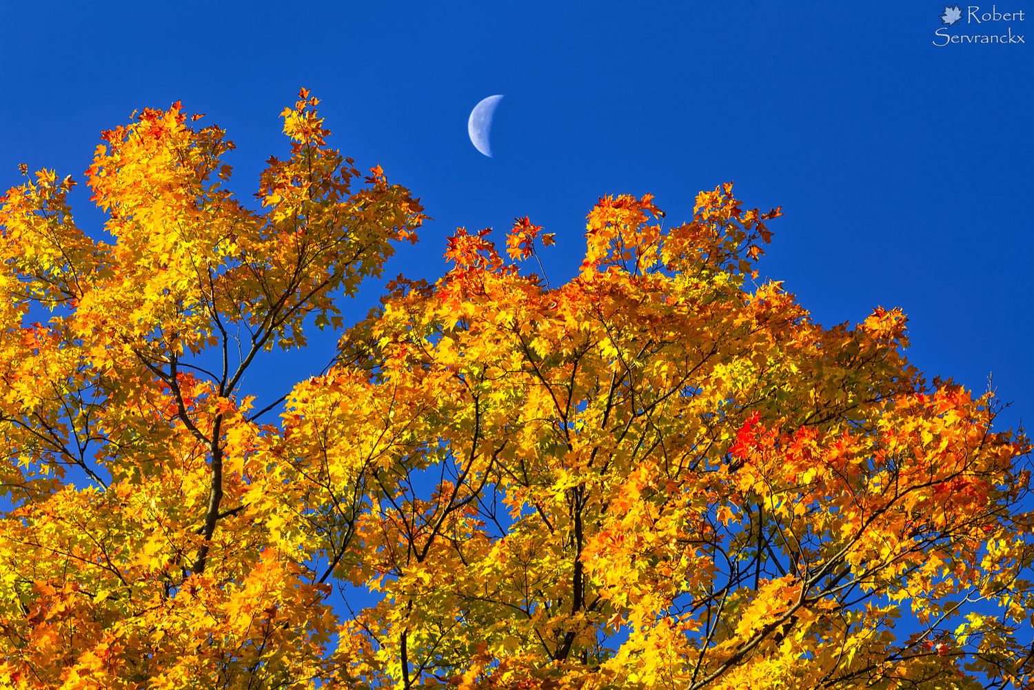 Moon and Maple Tree in Fall, Quebec - Lune et érable en automne, Québec