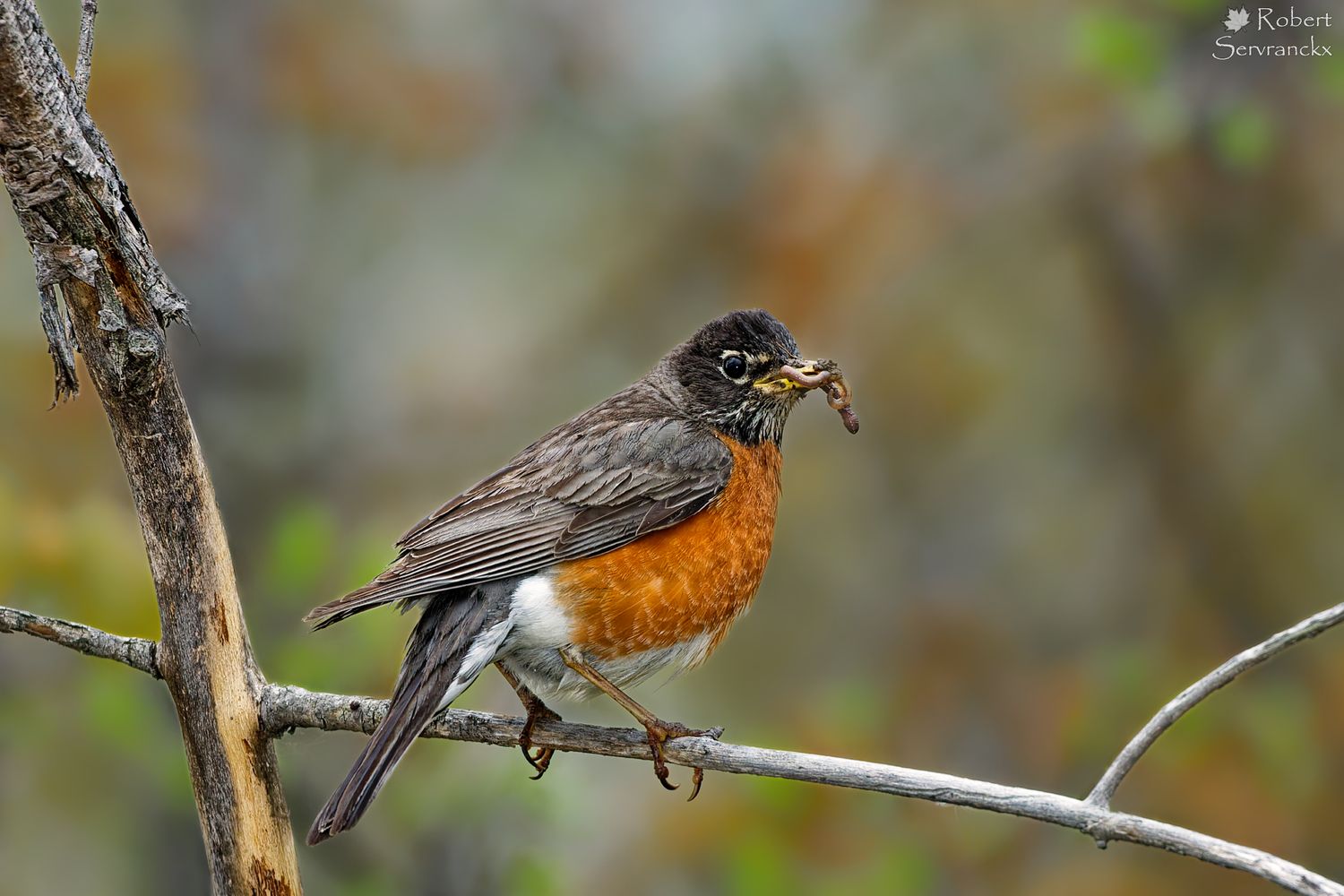 American Robin with Worm - Merle d'Amérique avec un vers - Turdus migratorius