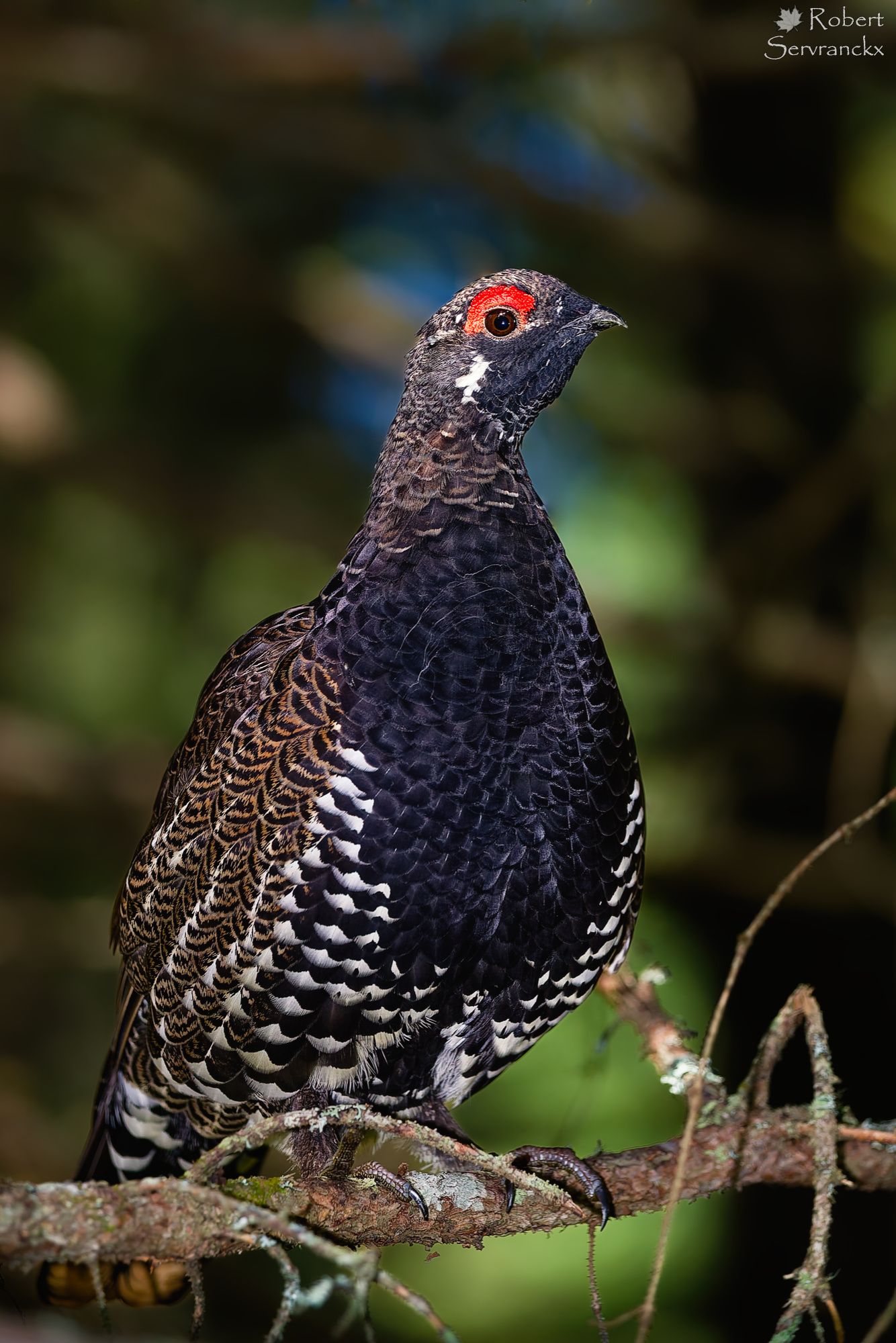 Spruce Grouse - Tétras du Canada - Canachites canadensis