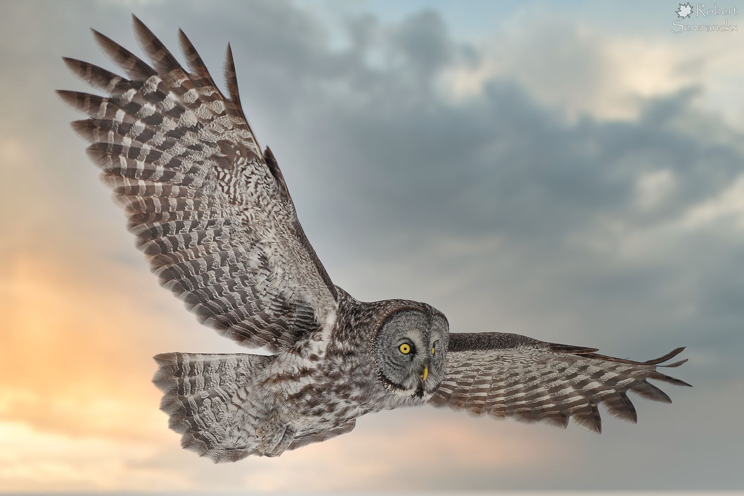 Great Gray Owl in Flight- Chouette lapone en vol - Strix nebulosa
