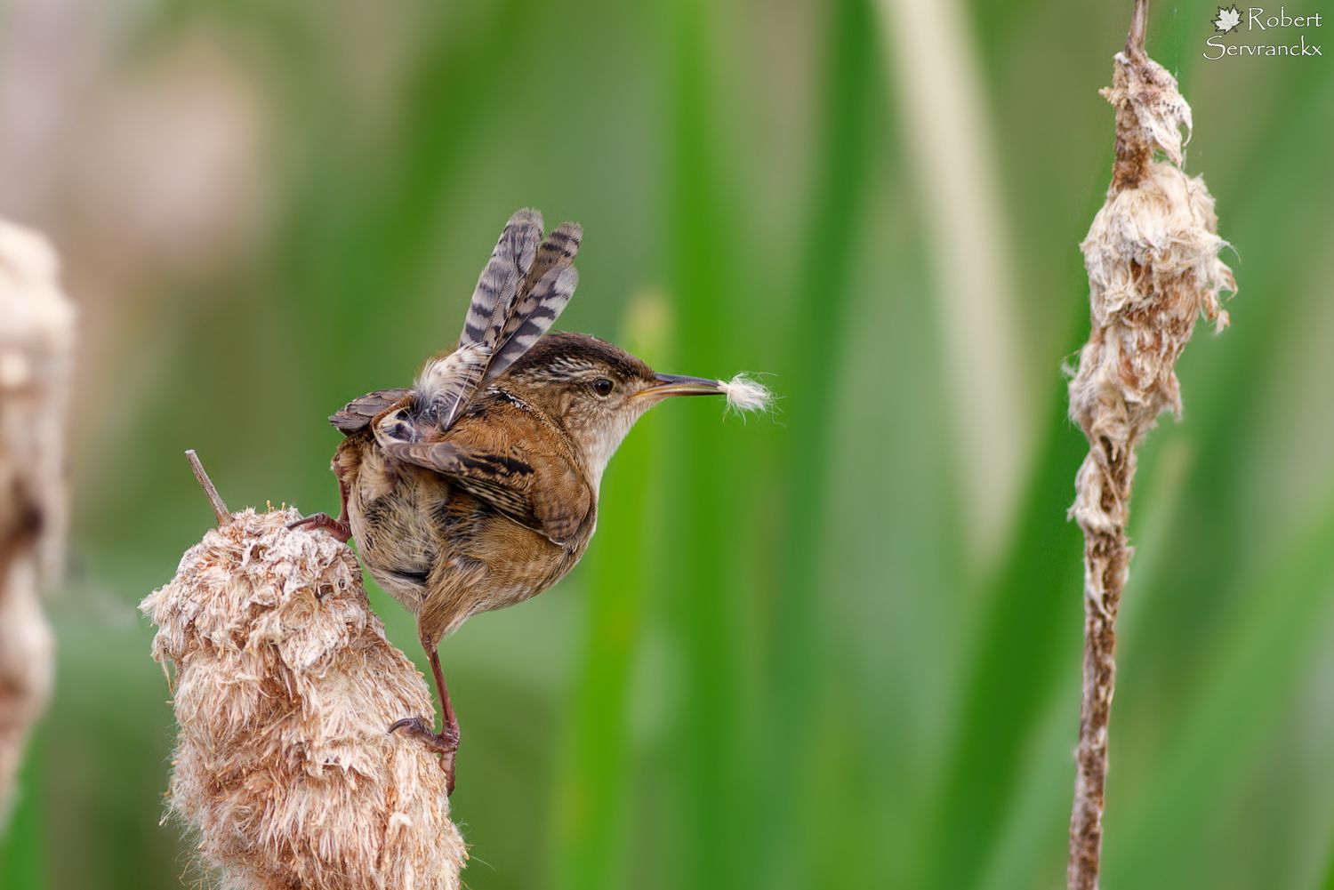 Marsh Wren - Troglodyte des marais - Cistothorus palustris