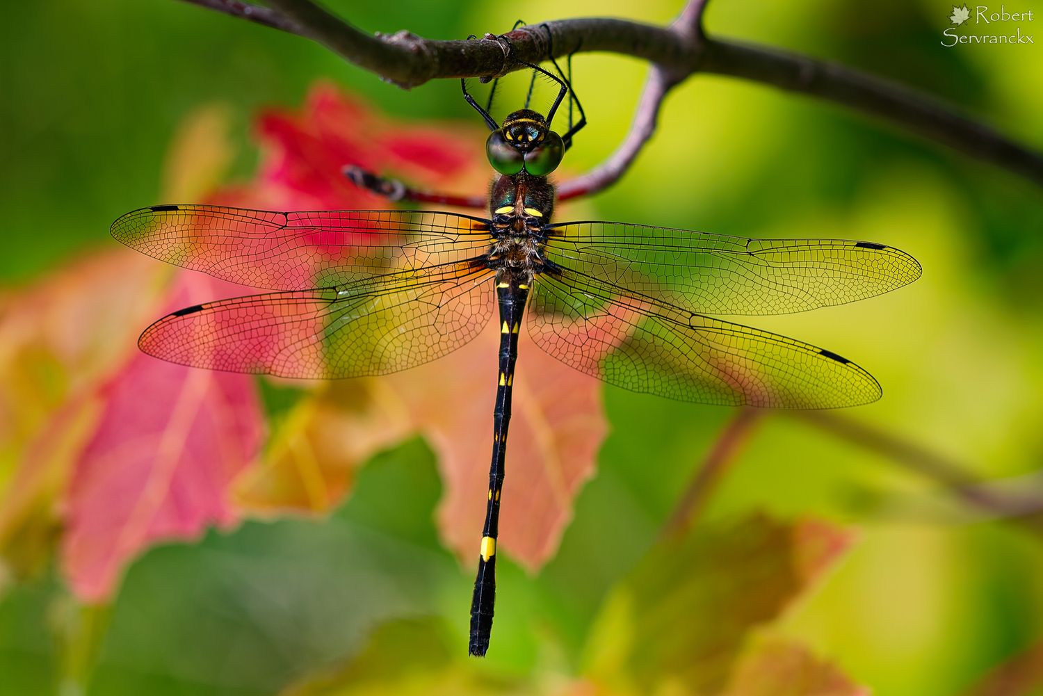 Swift River Cruiser Dragonfly - Libellule macromie de l’Illinois  - Macromia illinoiensis