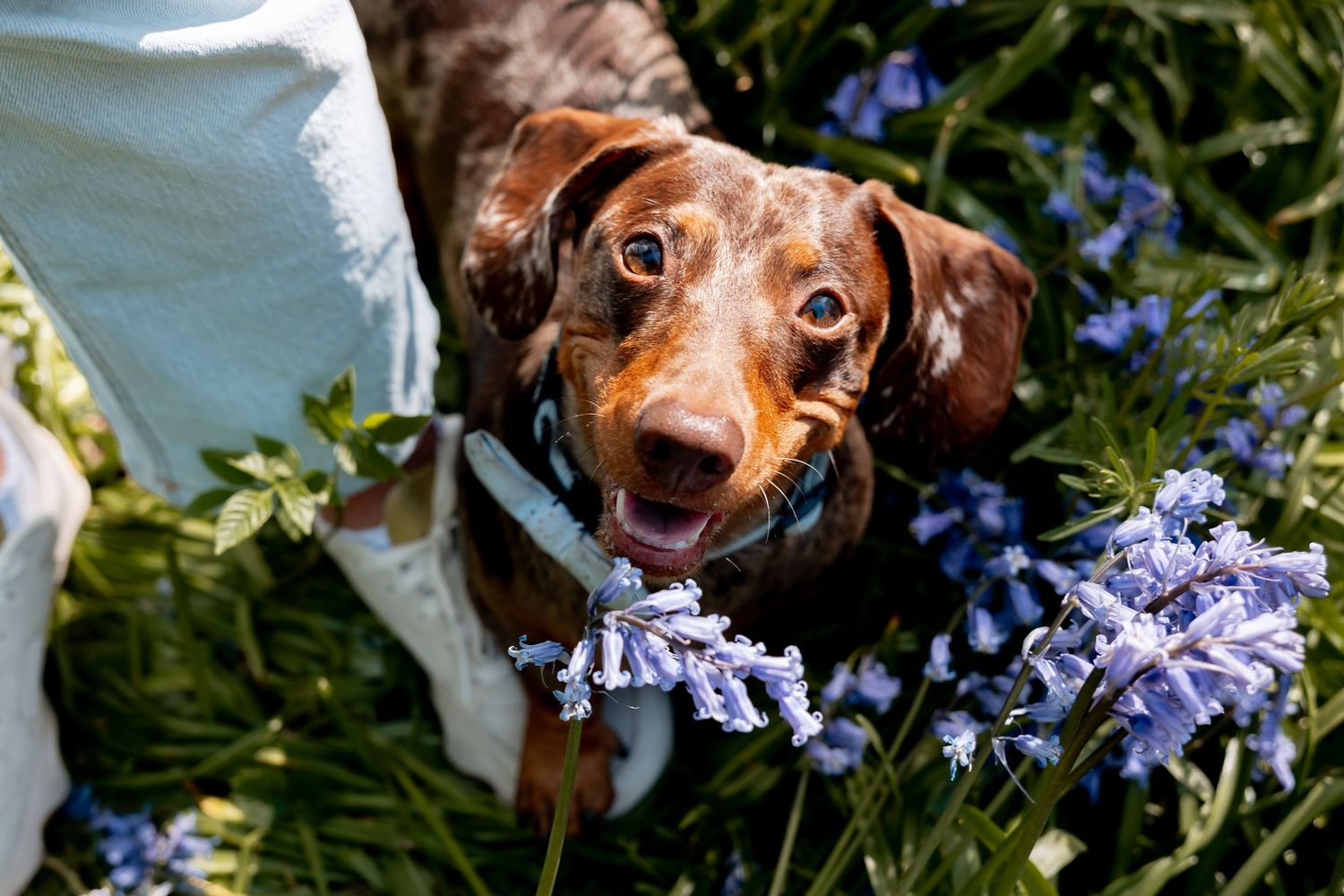A happy chocolate dachshund dog smiling among blooming blue flowers in a sunny garden.
