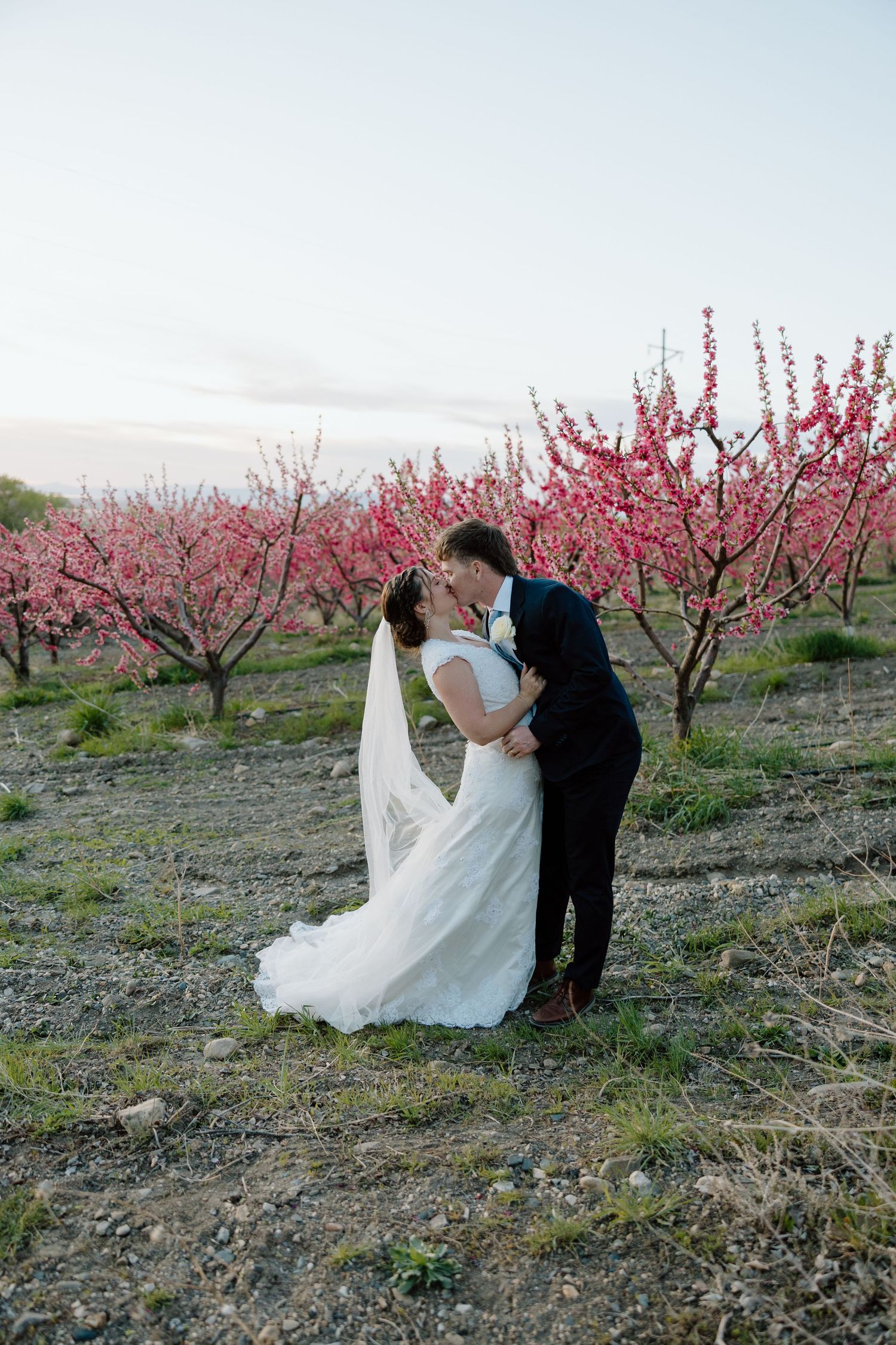 Bride and groom sharing a kiss among vibrant pink blossoming trees at dusk.