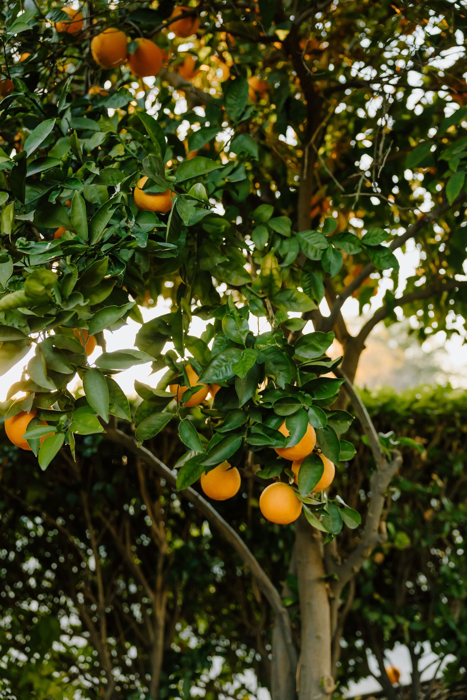 Ripe oranges hanging from a lush green citrus tree in a sunlit garden.