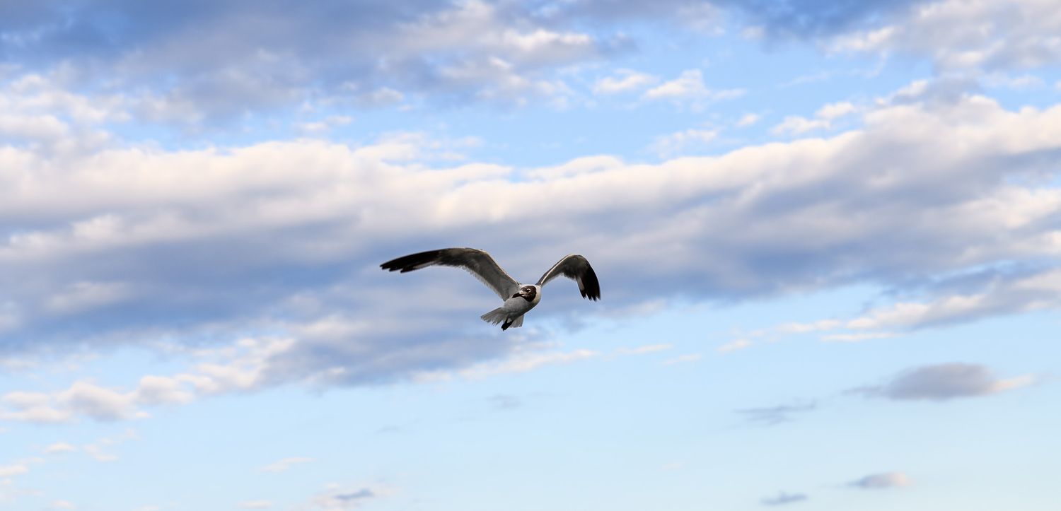 A single seagull soaring gracefully against a bright blue sky with fluffy white clouds.