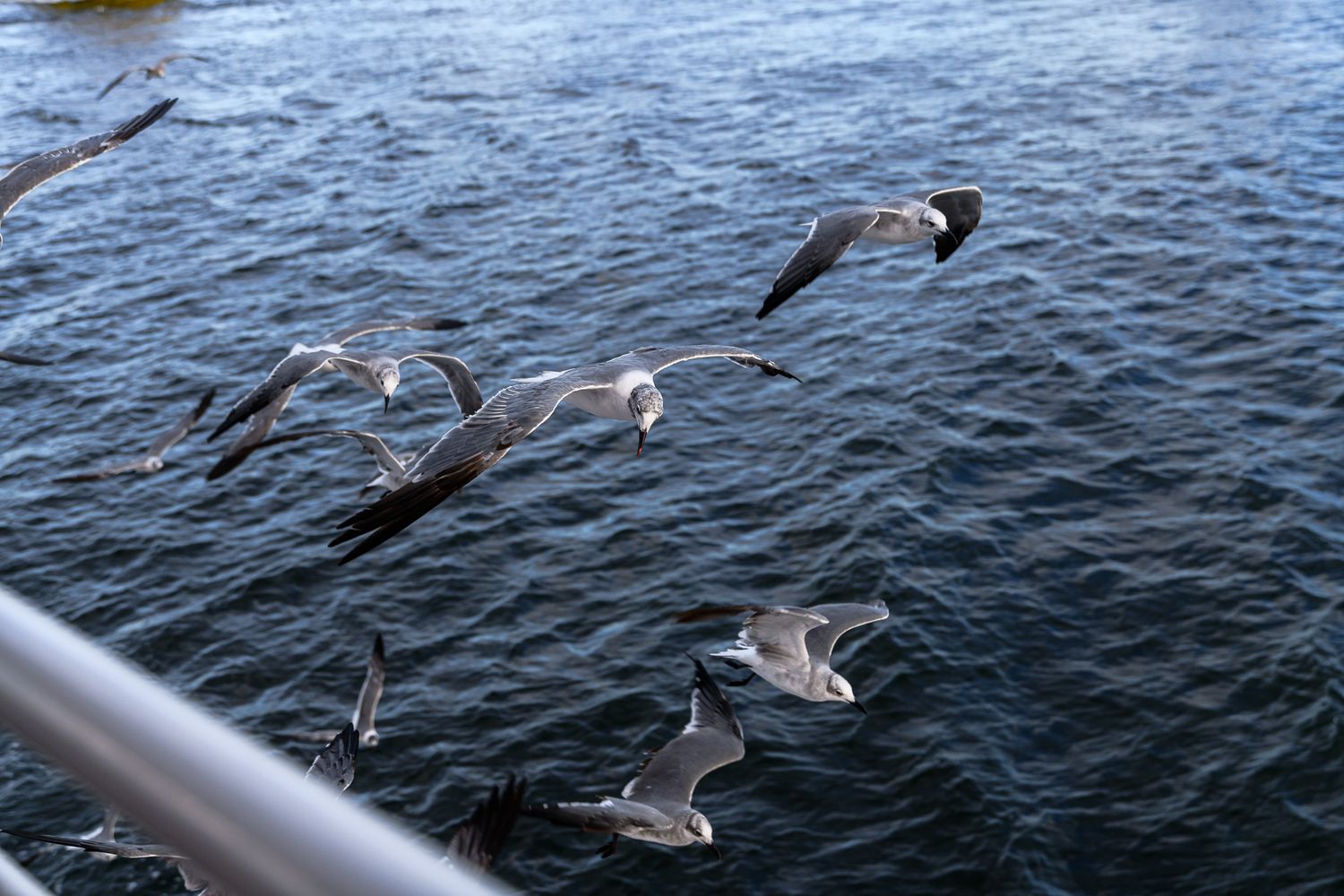 Seagulls flying over dark blue ocean water near a metal railing on a boat deck.