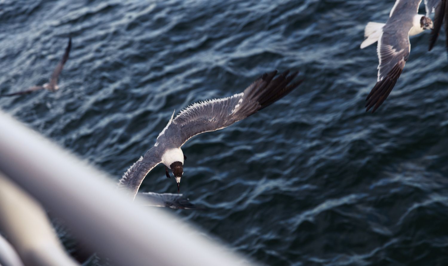 Two seagulls soaring over ocean waves near a metal railing, captured mid-flight with wings spread wide.
