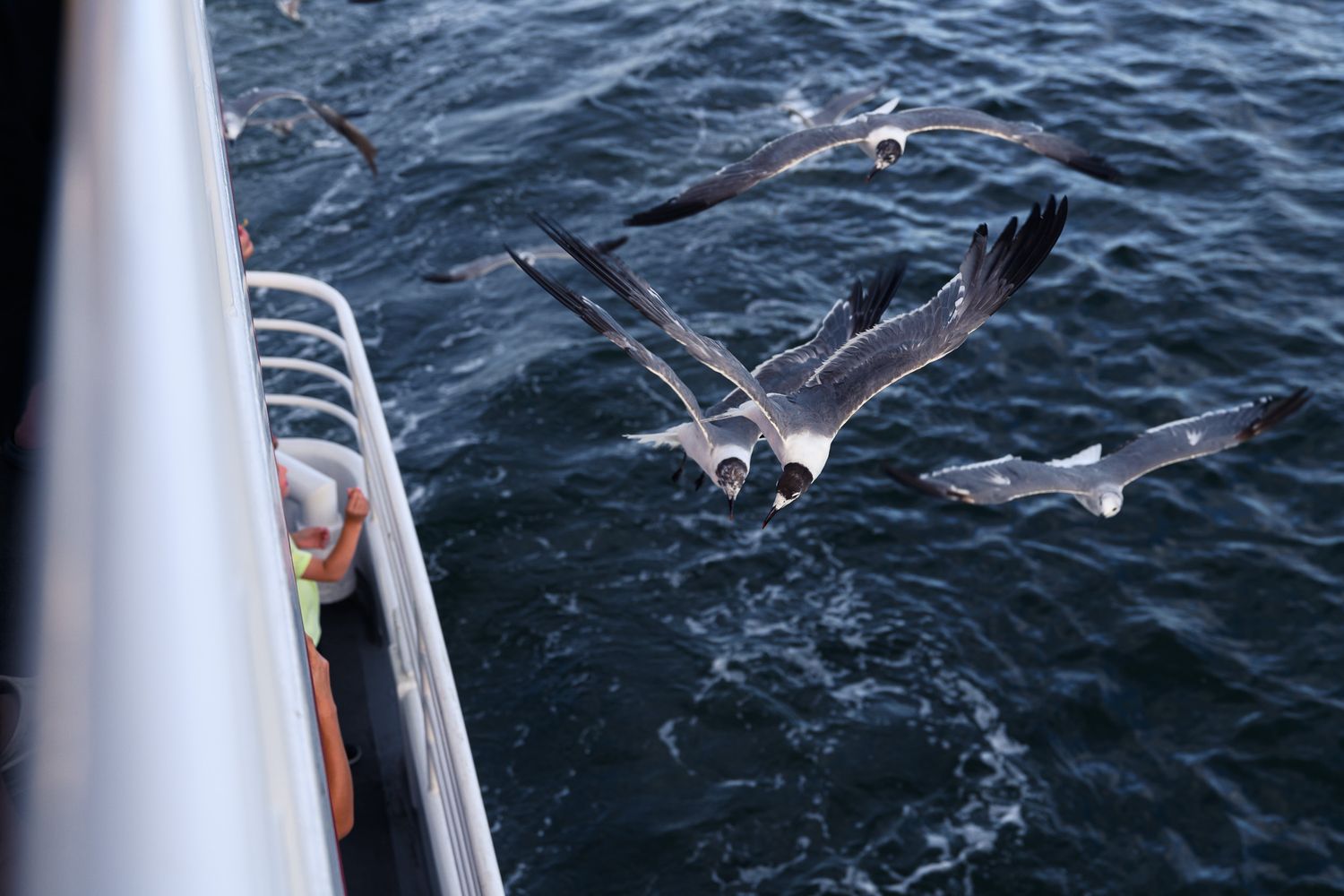 Seagulls flying over ocean water beside a boat with a person visible on deck.