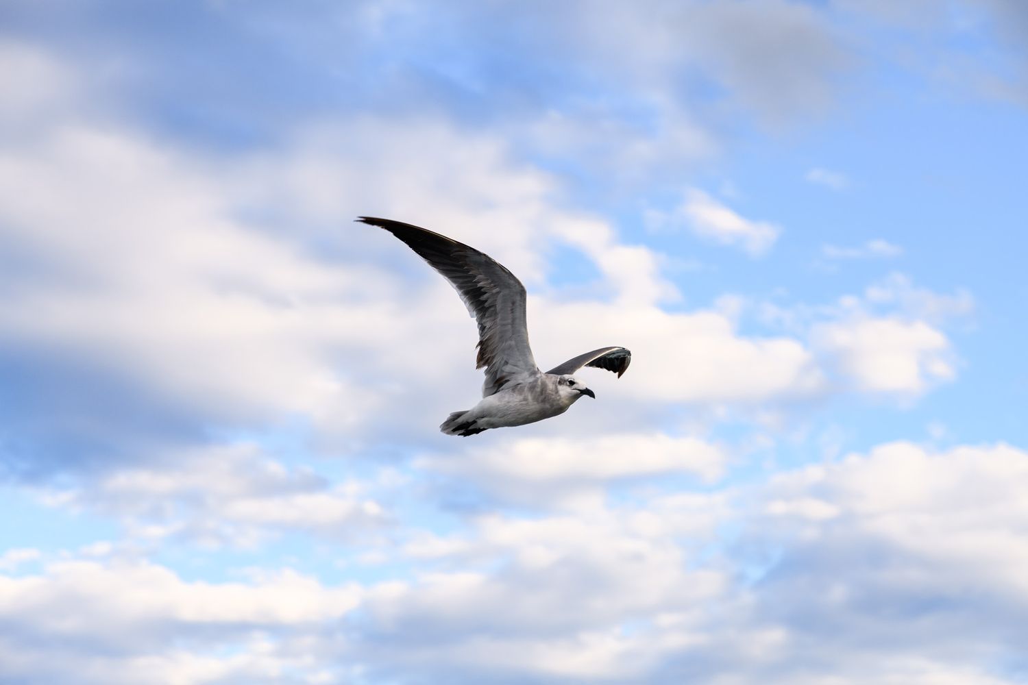 A seagull soaring gracefully through a partly cloudy blue sky with wings spread wide in mid-flight.