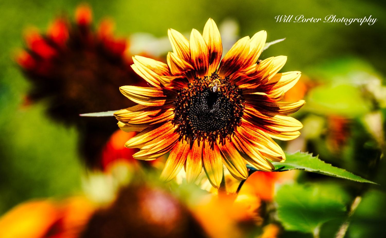 A vibrant red and yellow sunflower in full bloom with a dark center, captured in sharp focus against a blurred garden background.