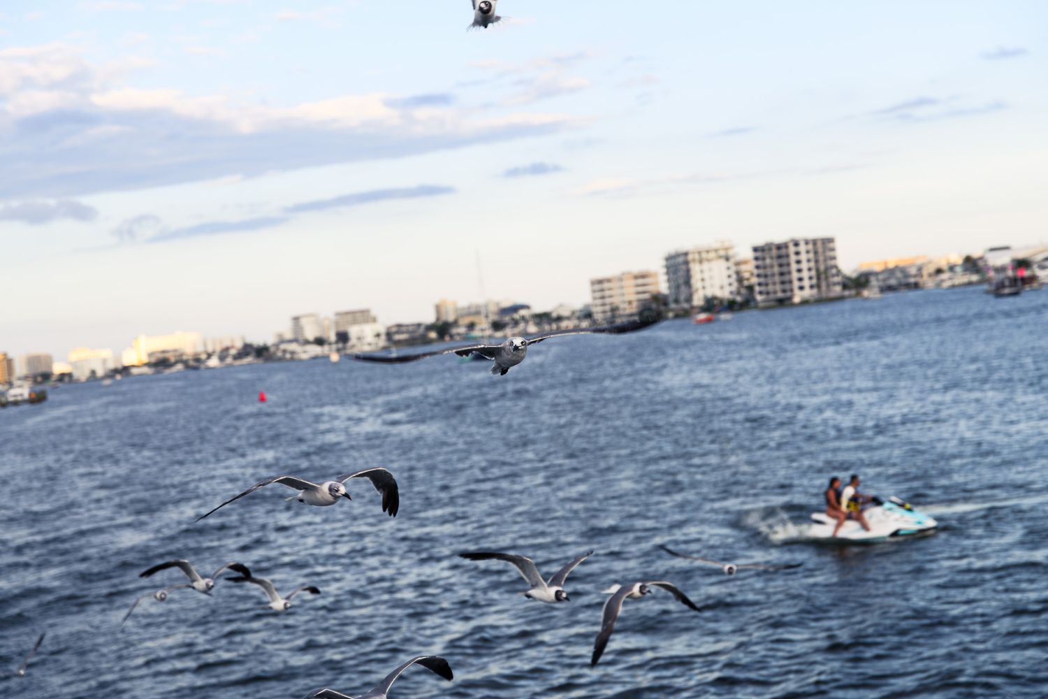 Flock of seagulls flying over a coastal waterway with boats and city buildings in background.