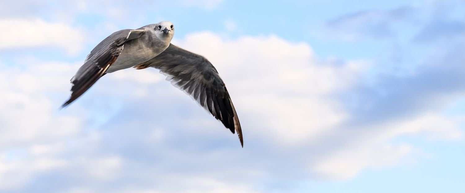 A seagull soaring gracefully through a partly cloudy blue sky with wings fully spread in flight.