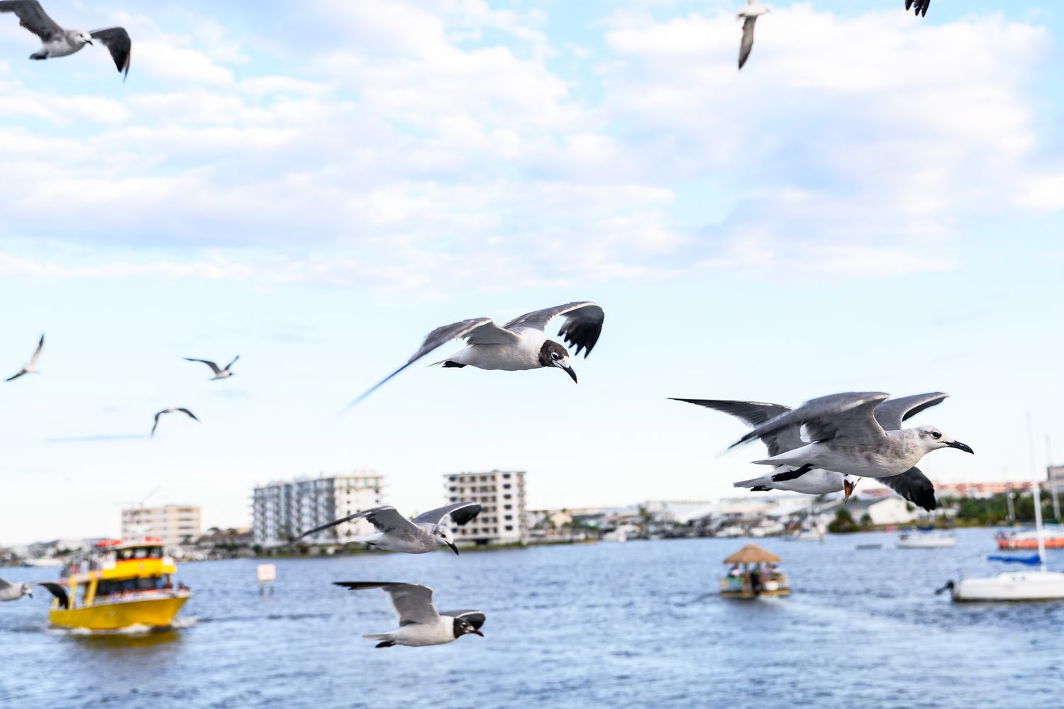 Seagulls in flight over harbor with yellow boat and coastal buildings under cloudy sky.