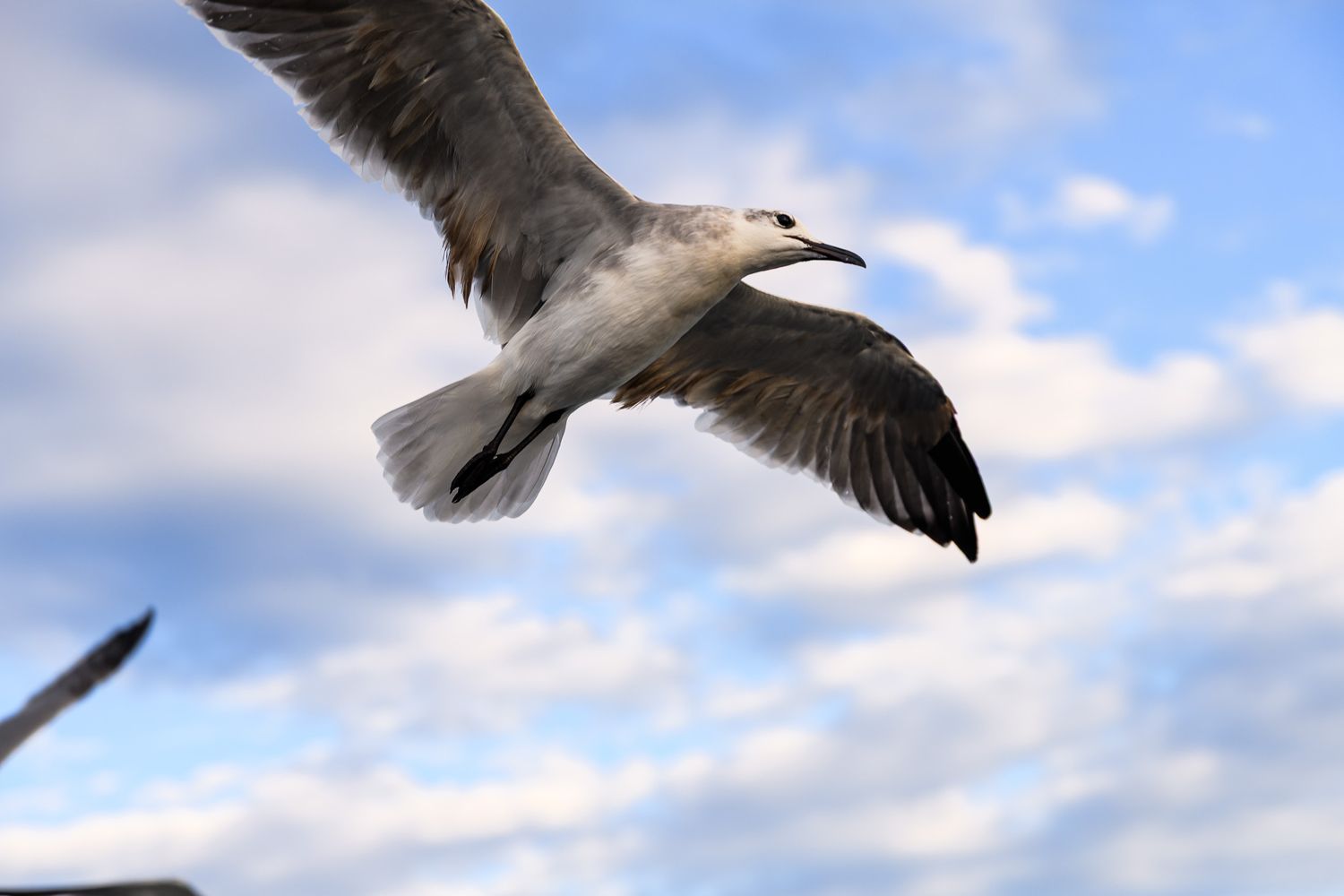 A seagull soaring gracefully through a partly cloudy blue sky with wings fully spread in flight.