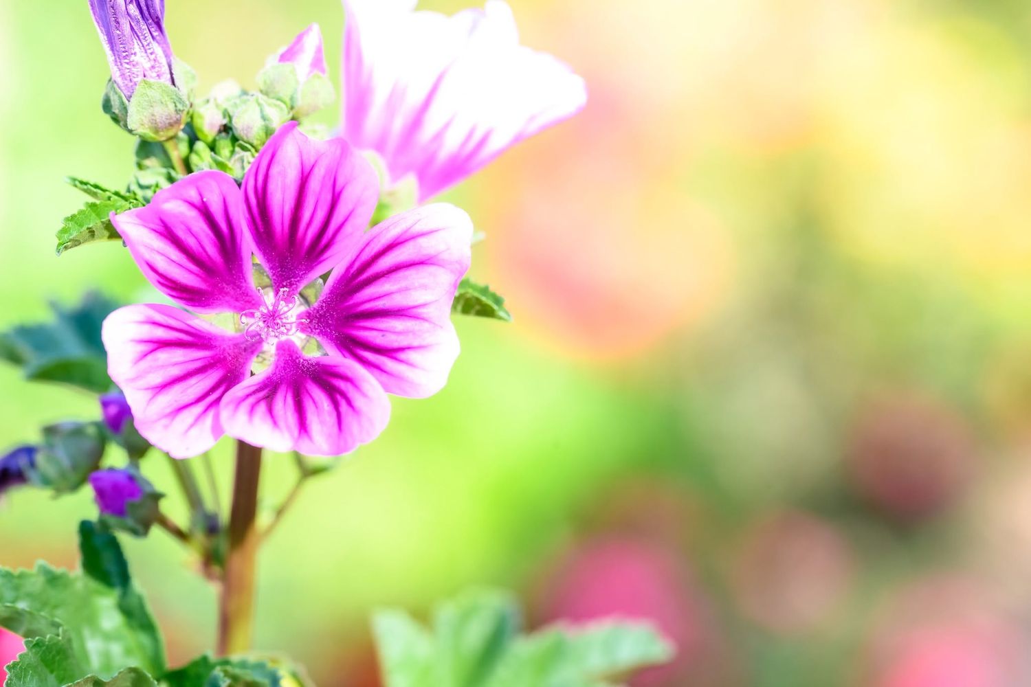 Vibrant pink mallow flowers with white centers bloom against a soft, colorful bokeh garden background.