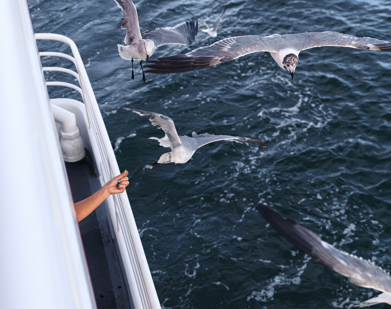 Person feeding seagulls from a boat deck over dark ocean waters with birds in flight nearby.