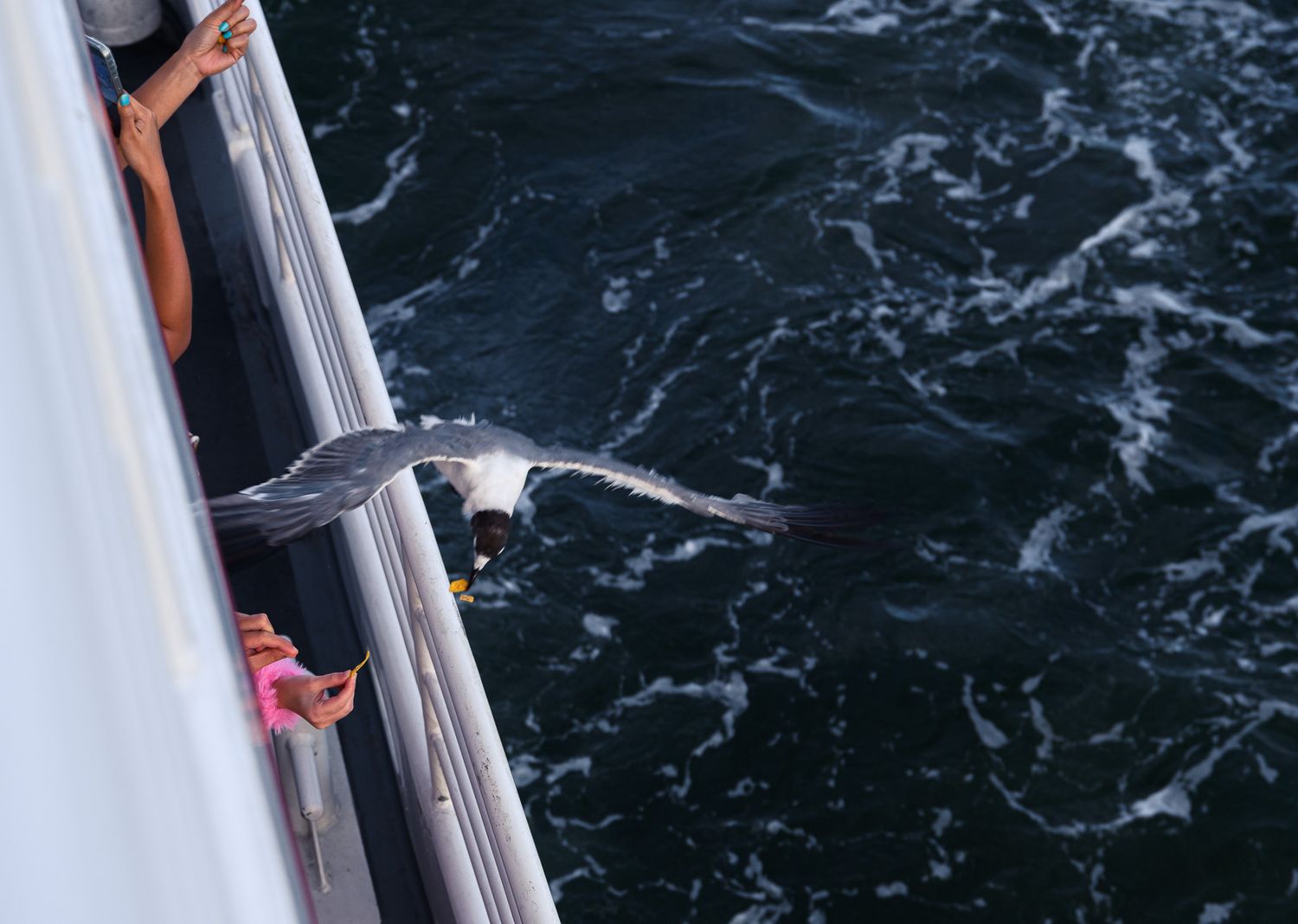 A seagull flies alongside a boat railing over dark ocean waters as a person feeds it.