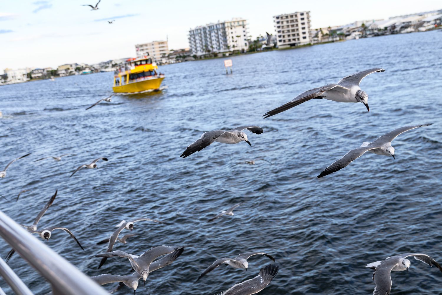 Seagulls flying over water with a yellow ferry boat and city buildings in background.
