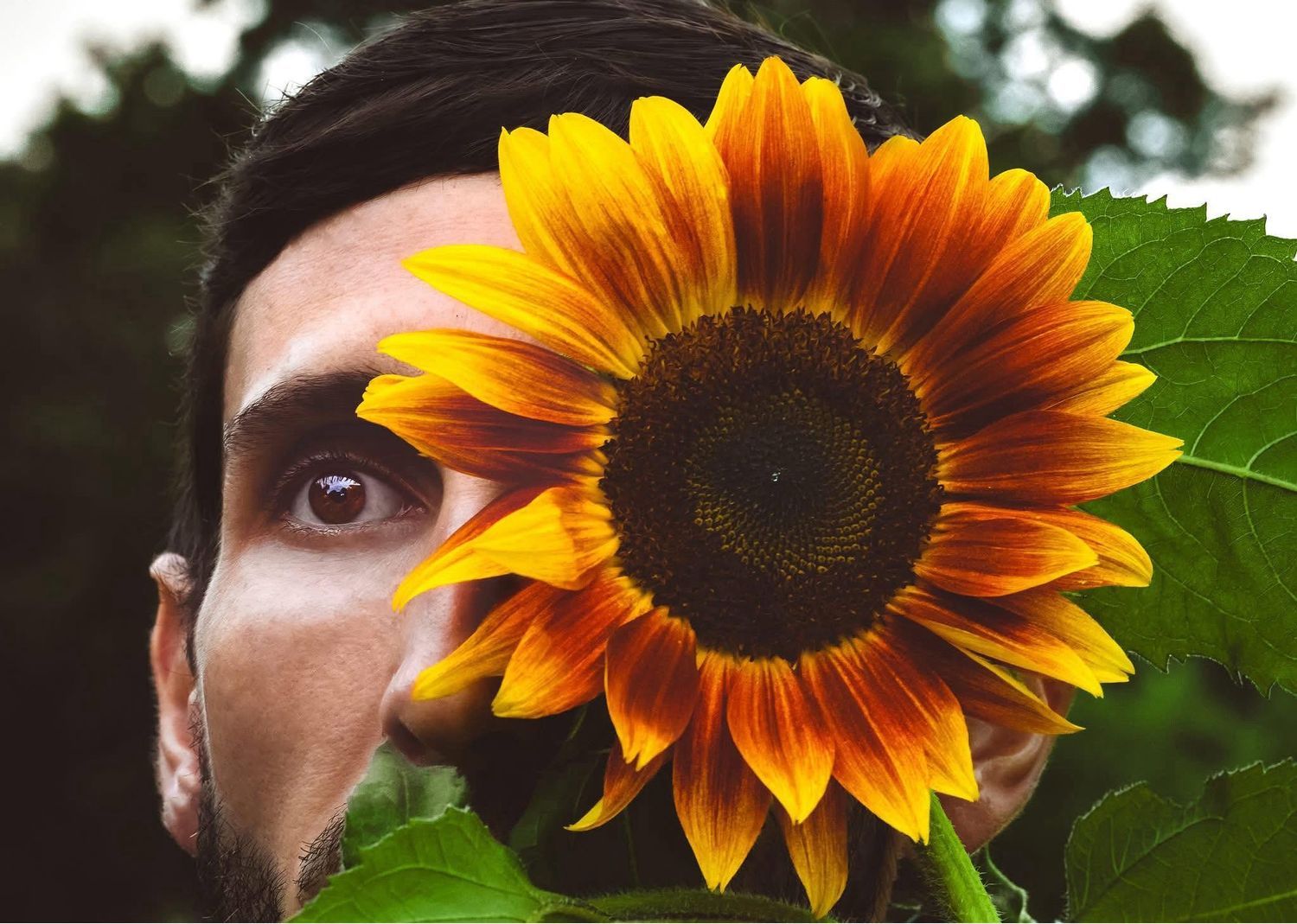 A man peers behind a vibrant yellow sunflower, with one eye visible, set against a lush green background.