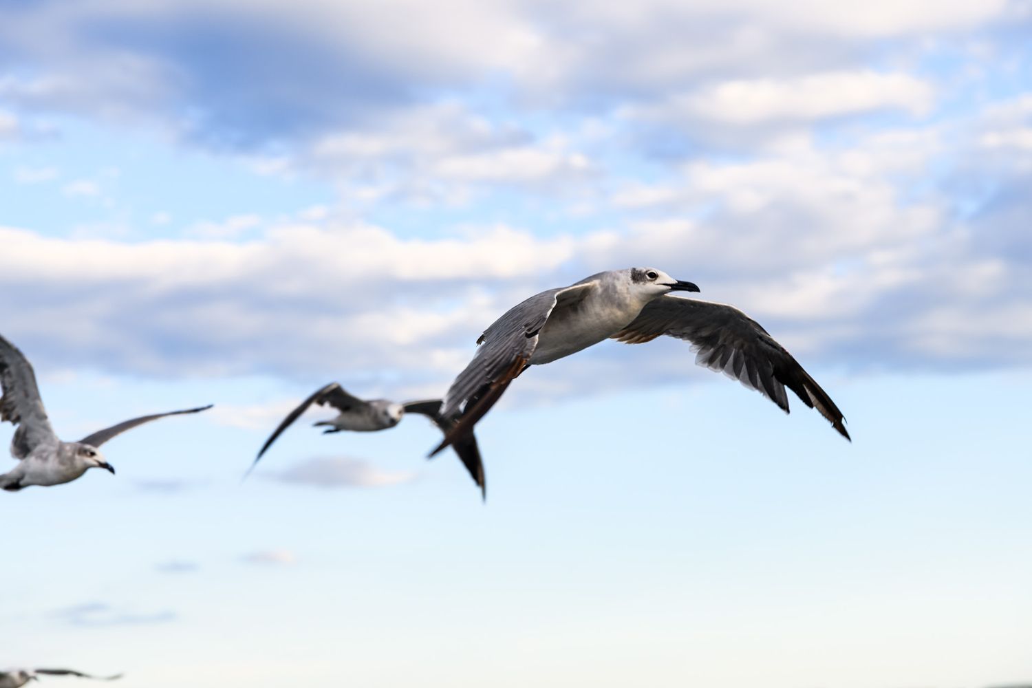 Two seagulls soaring gracefully against a partly cloudy blue sky, wings spread wide.
