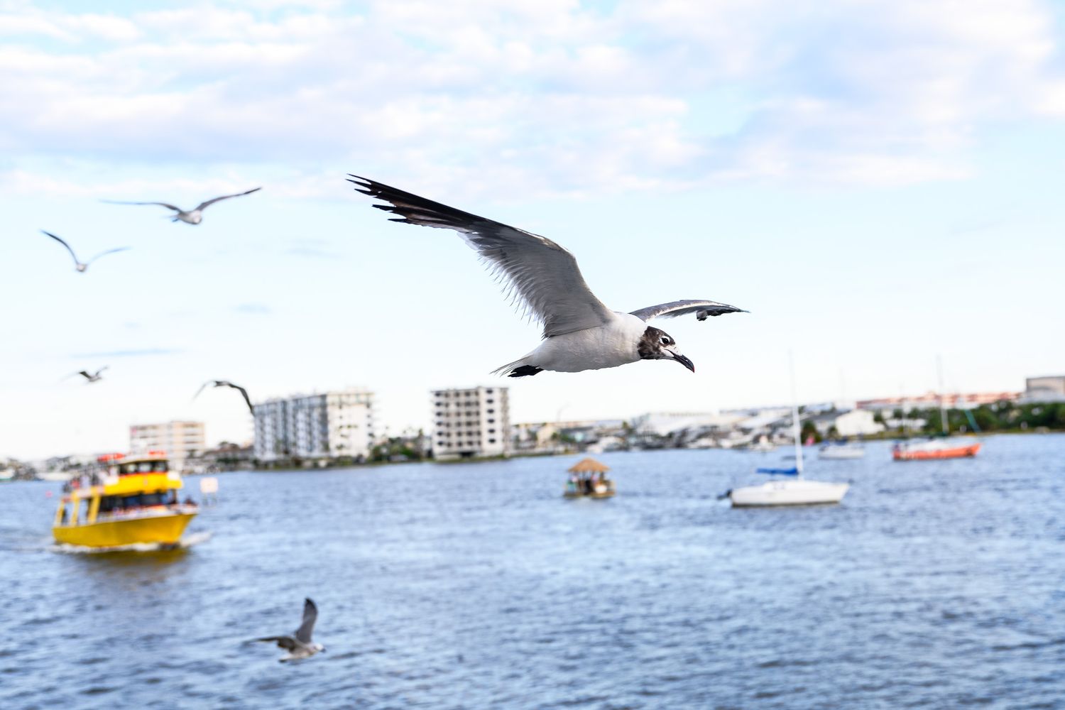 Seagull soaring with wings spread wide over harbor with boats and waterfront buildings.