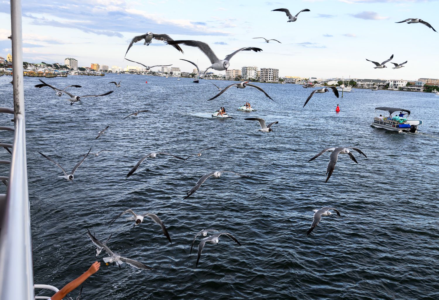 Flock of seagulls flying over choppy ocean waters near a marina with boats and city buildings in the background.