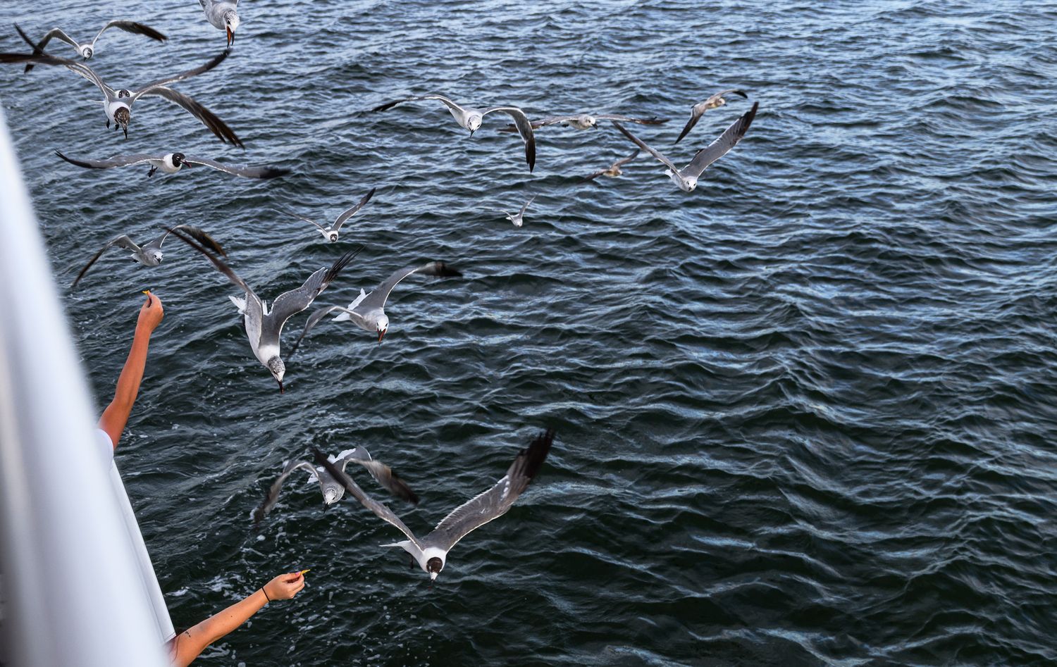 Flock of seagulls flying over dark ocean water near a boat railing on a sunny day.