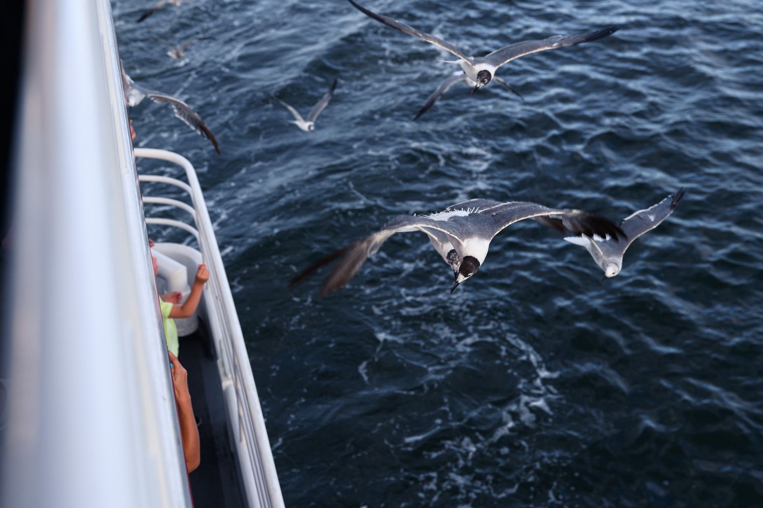 Seagulls flying alongside a boat over dark ocean waters as a person leans over the railing.