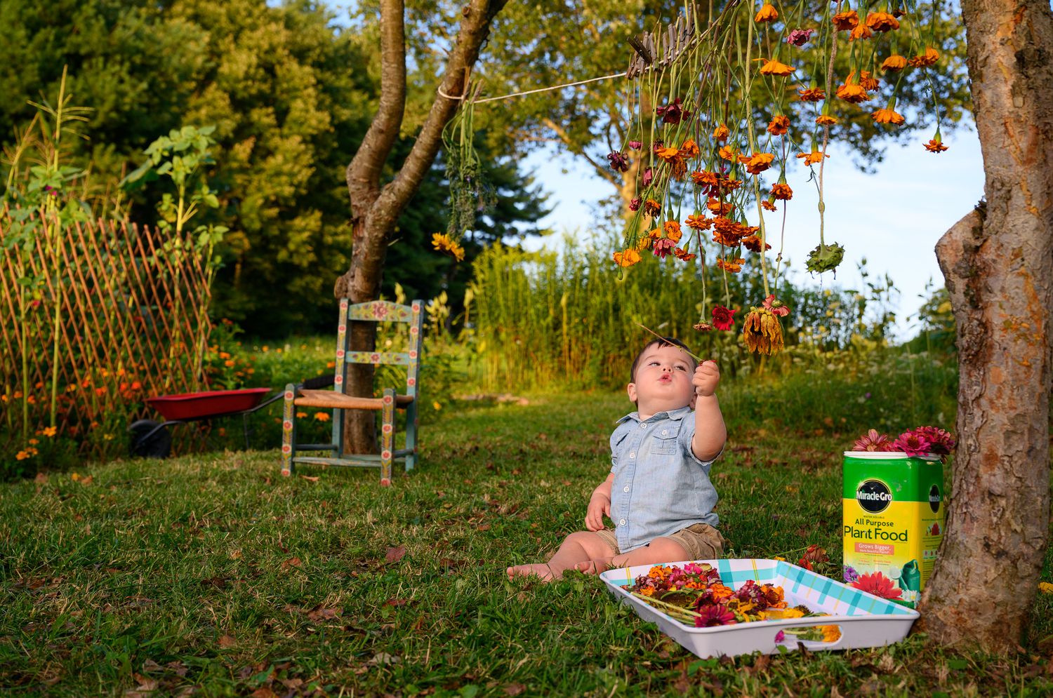 Baby sitting under a tree reaching for hanging flowers with a Miracle-Gro container nearby in a lush garden.