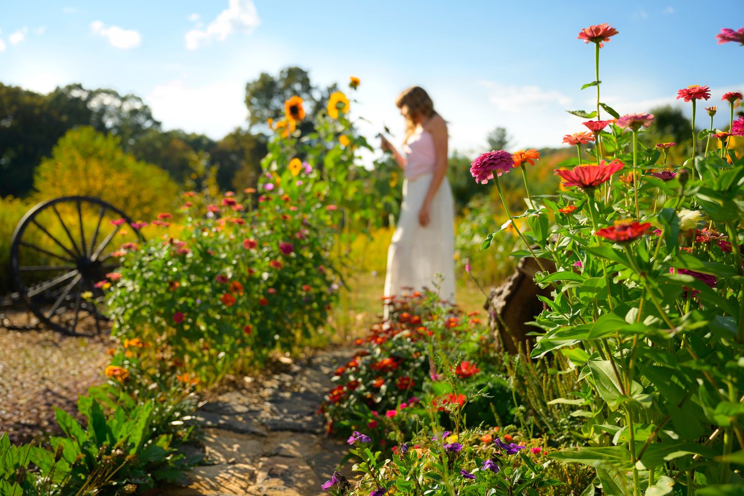 Woman in white dress walking through a vibrant garden with colorful zinnias and sunflowers on a sunny day.