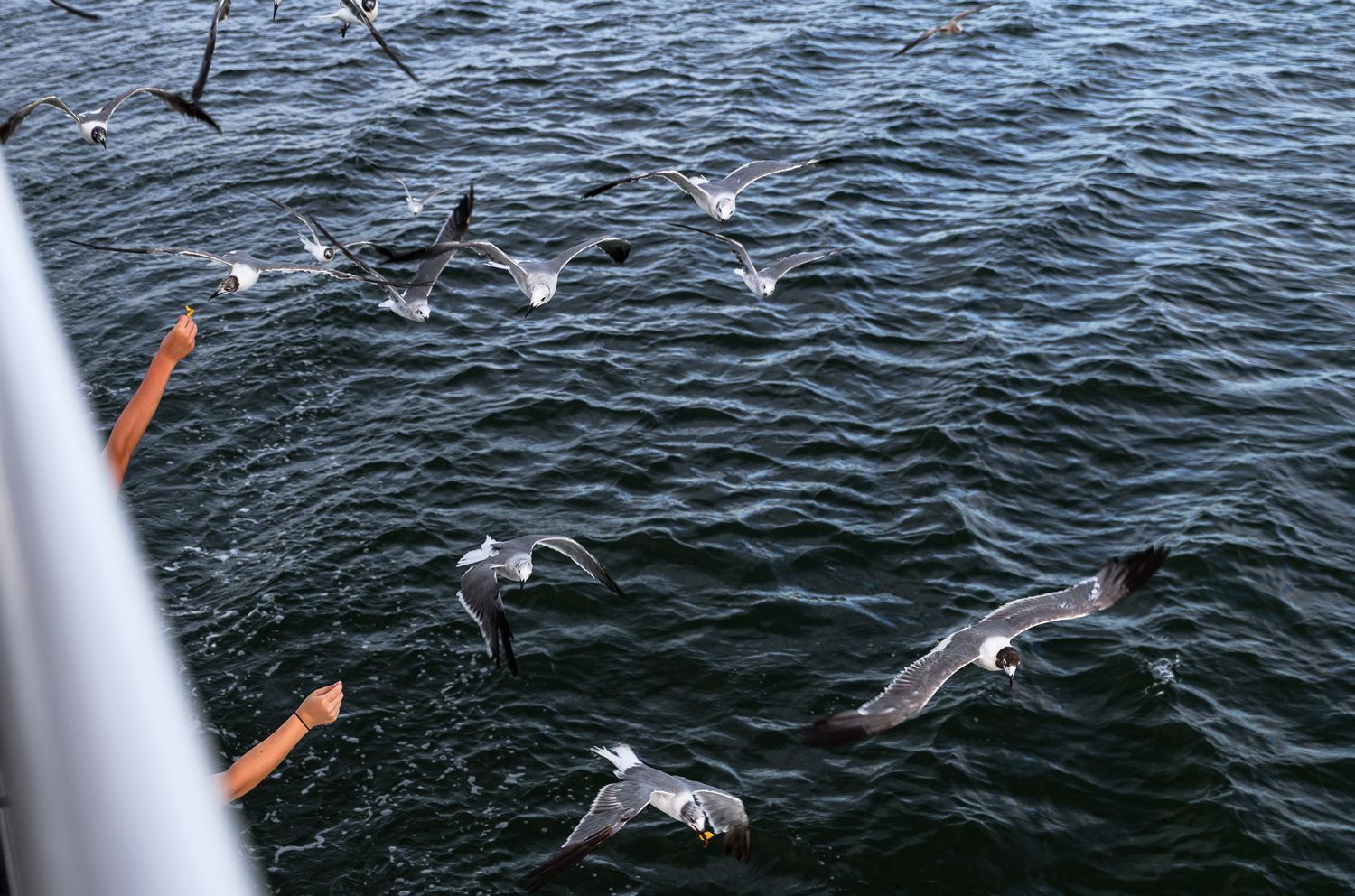 Flock of seagulls soaring above choppy ocean water beside a boat.