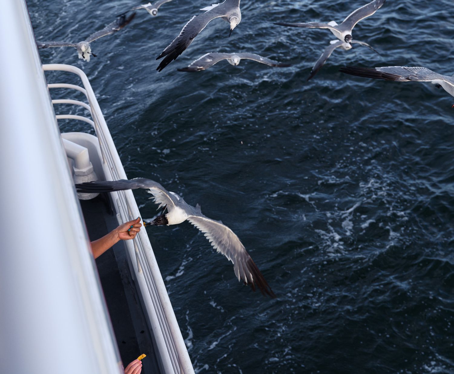 Person feeding seagulls from a boat railing over dark ocean waters with multiple birds in flight.