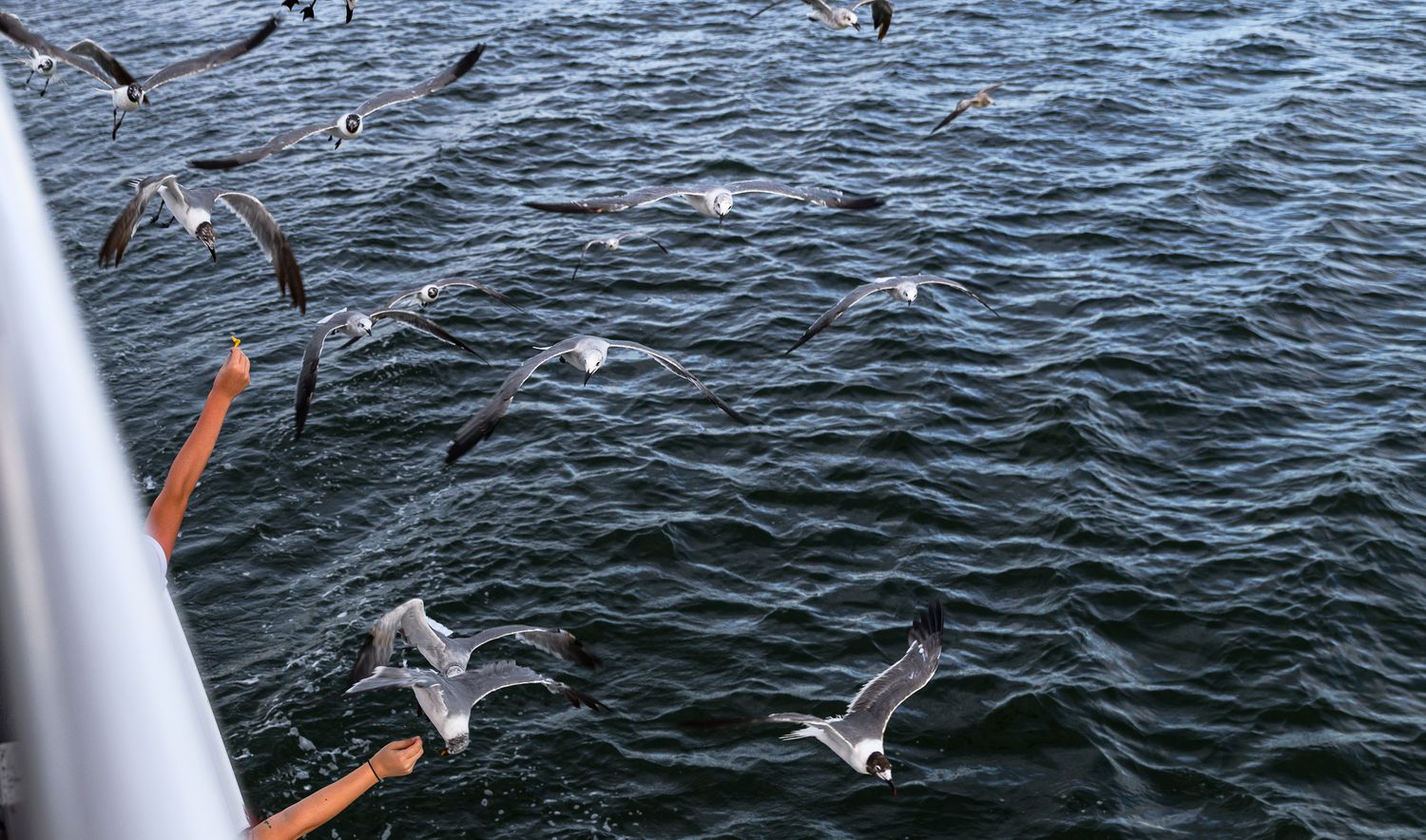 Flock of seagulls flying over dark ocean waves beside a boat railing on a sunny day.
